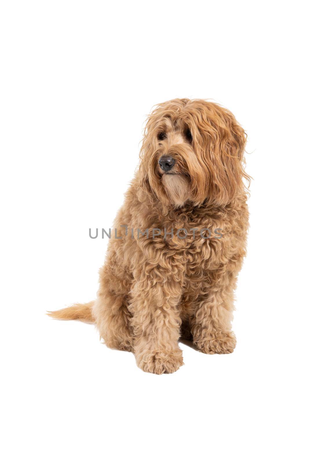 Golden Labradoodle looking aside sitting isolated on white background