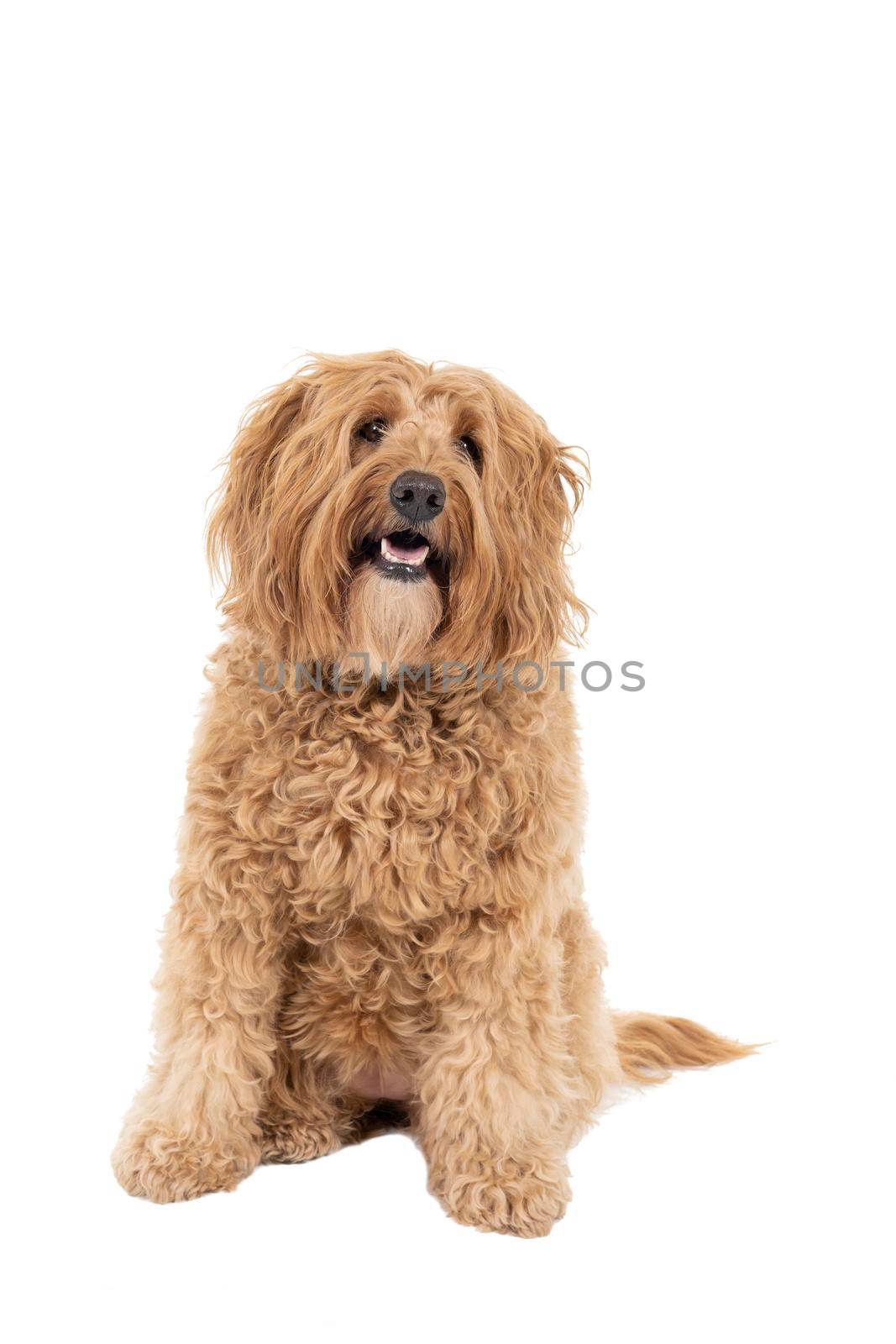 Golden Labradoodle looking at the camera head tilted sitting isolated on white background