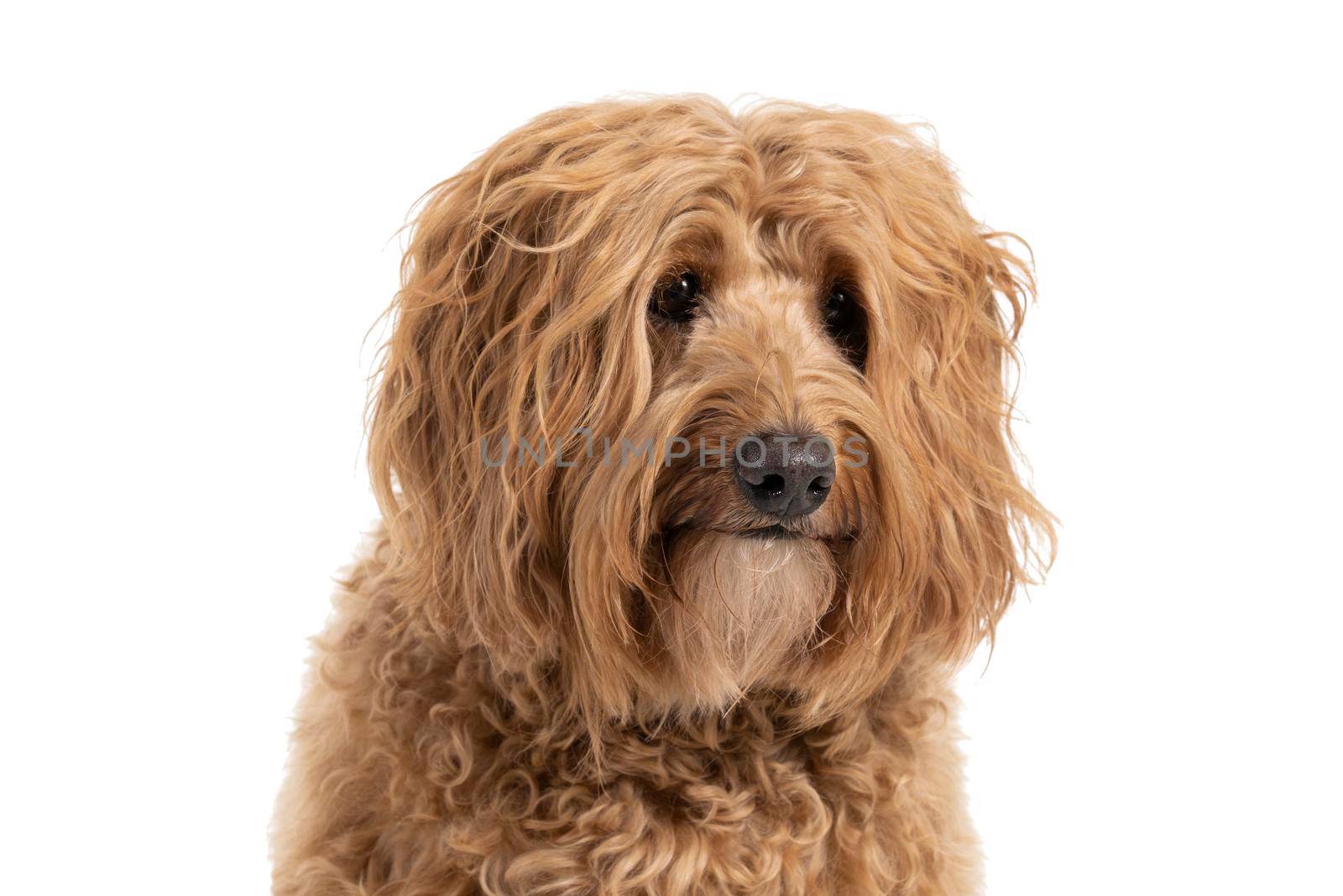 Portrait of the head of a Golden Labradoodle looking at the camera sitting isolated on white background
