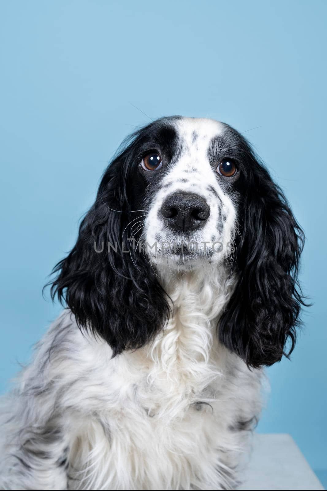 Portrait of an english cocker spaniel looking at the camera on  blue background