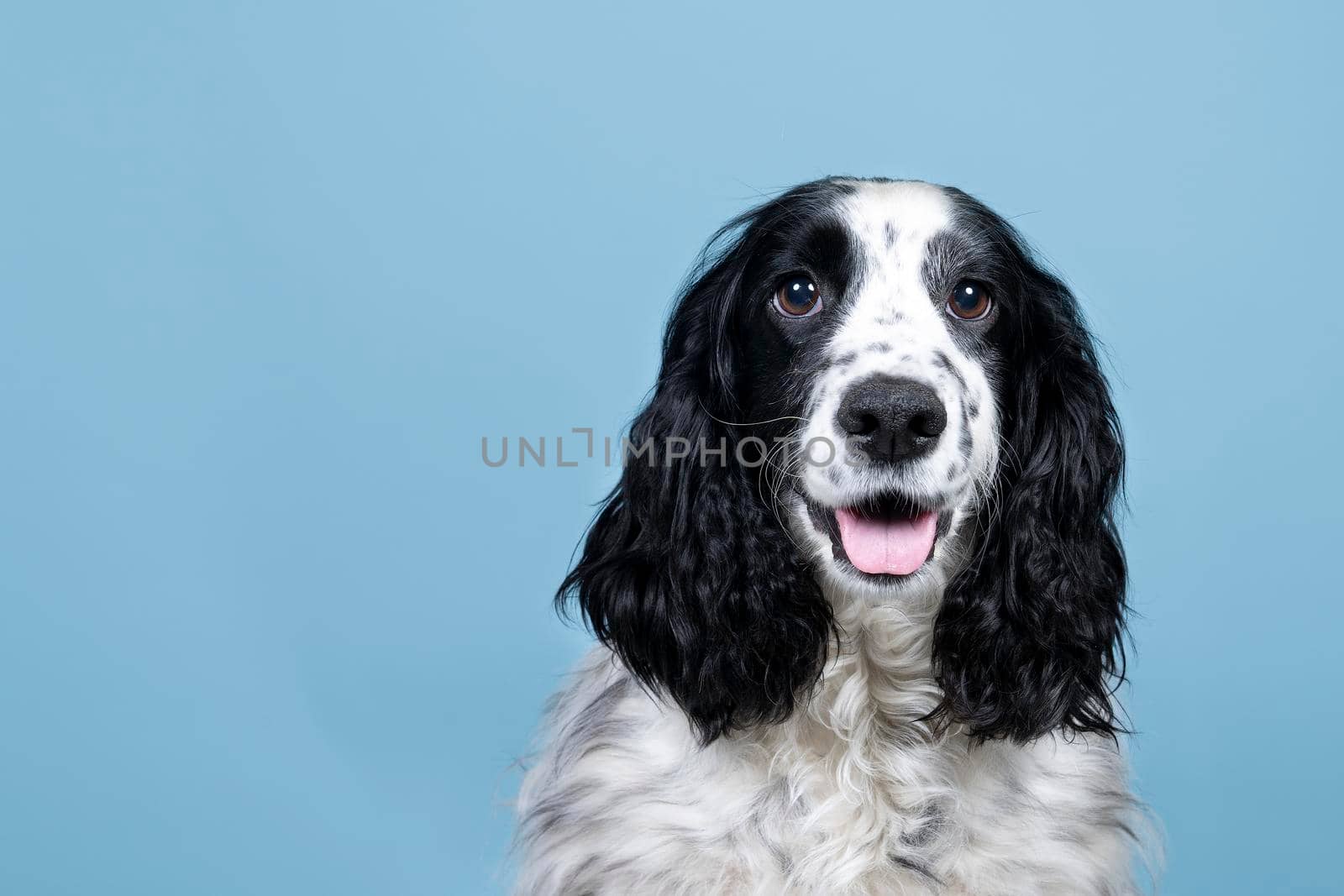 Portrait of an english cocker spaniel looking at the camera on  blue background