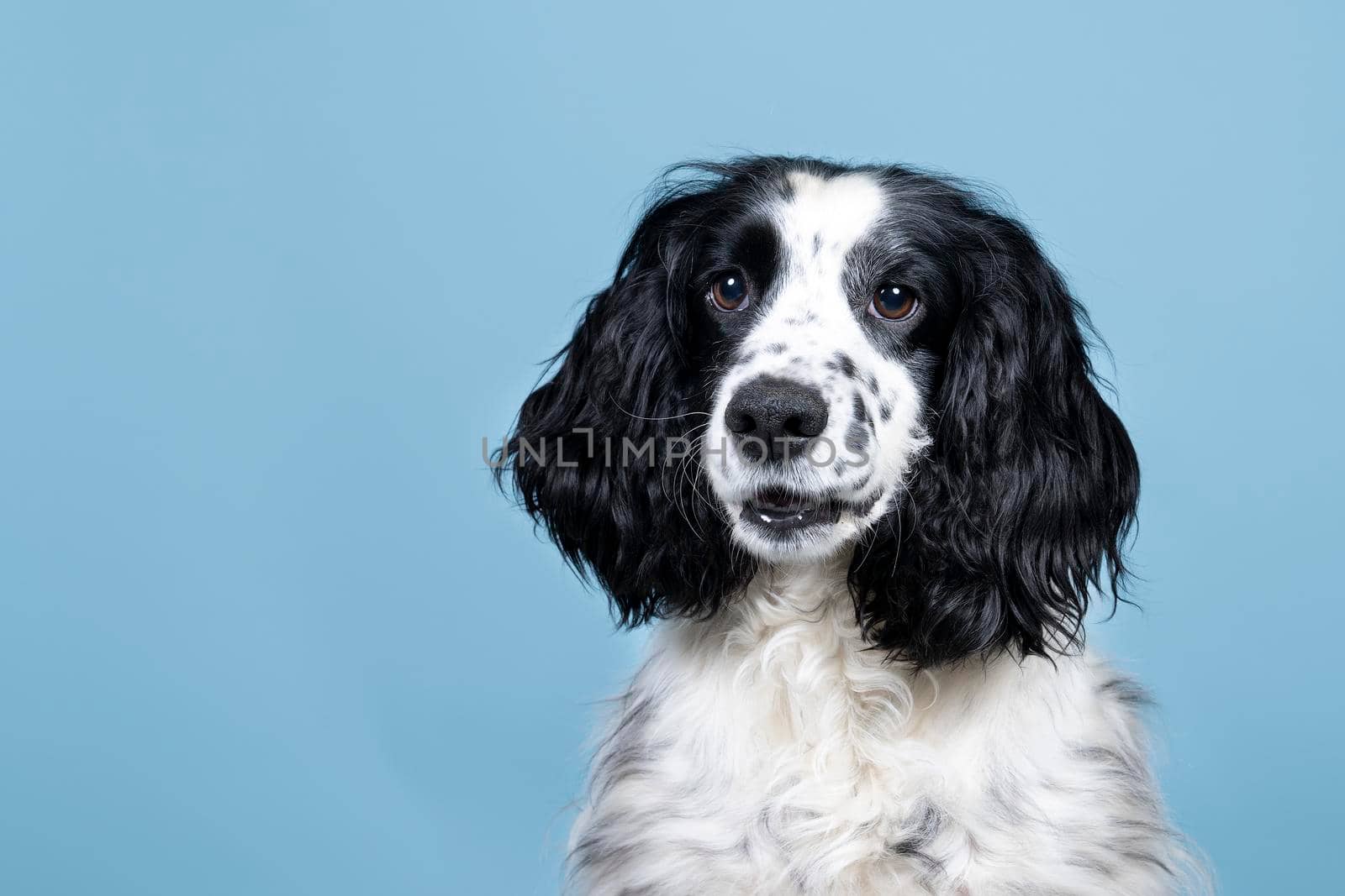 Portrait of an english cocker spaniel looking at the camera on  blue background