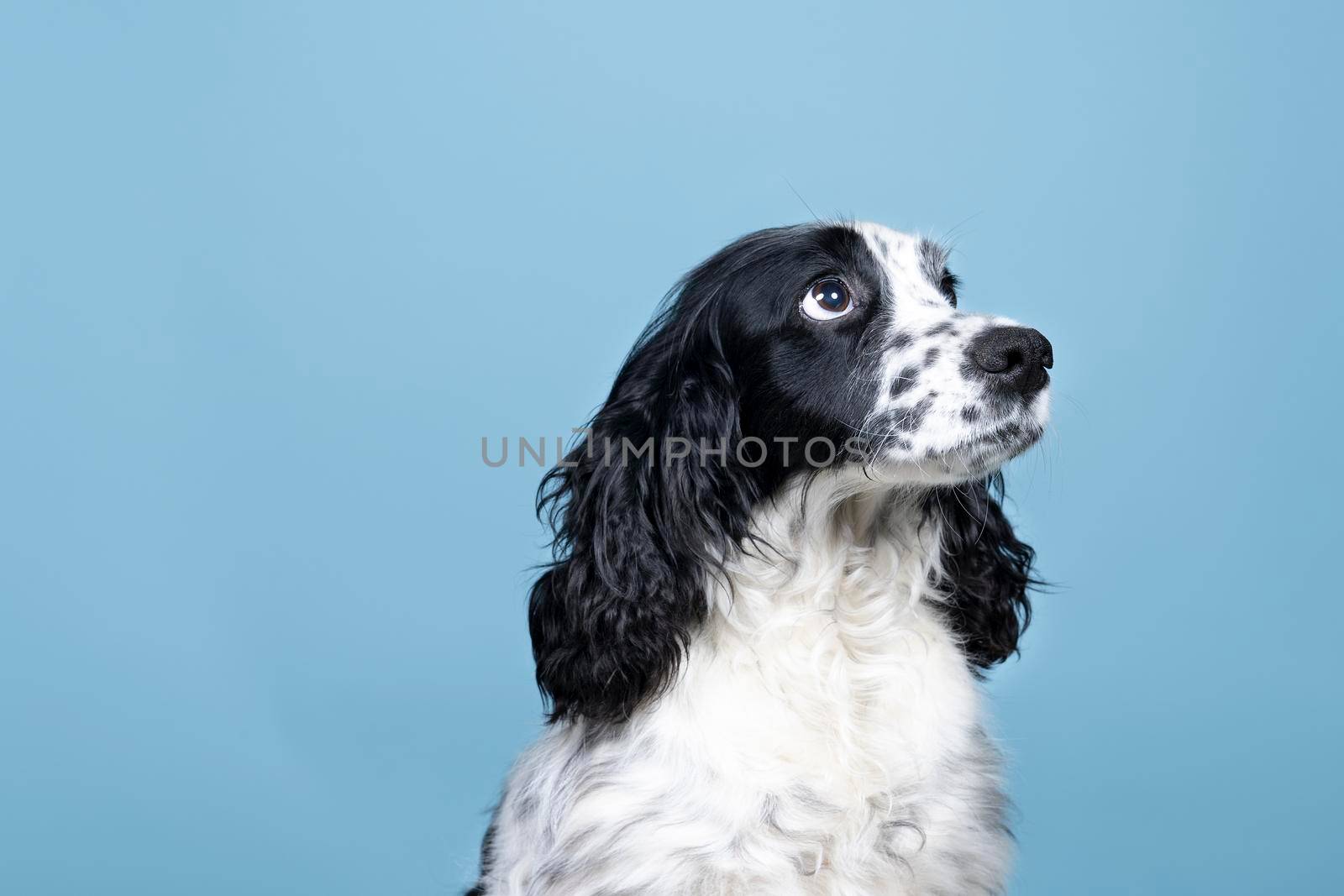 Portrait of an english cocker spaniel looking up on a blue background by LeoniekvanderVliet