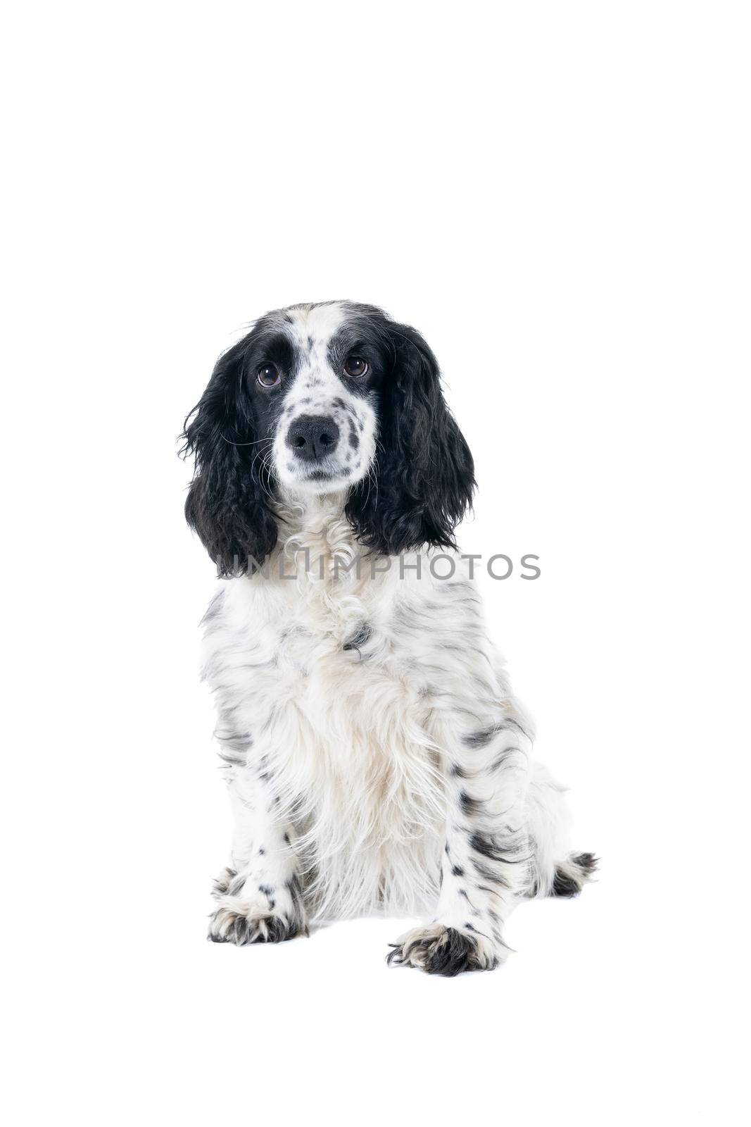 Full body portrait of a cute English cocker spaniel sitting looking at the camera isolated on  white background