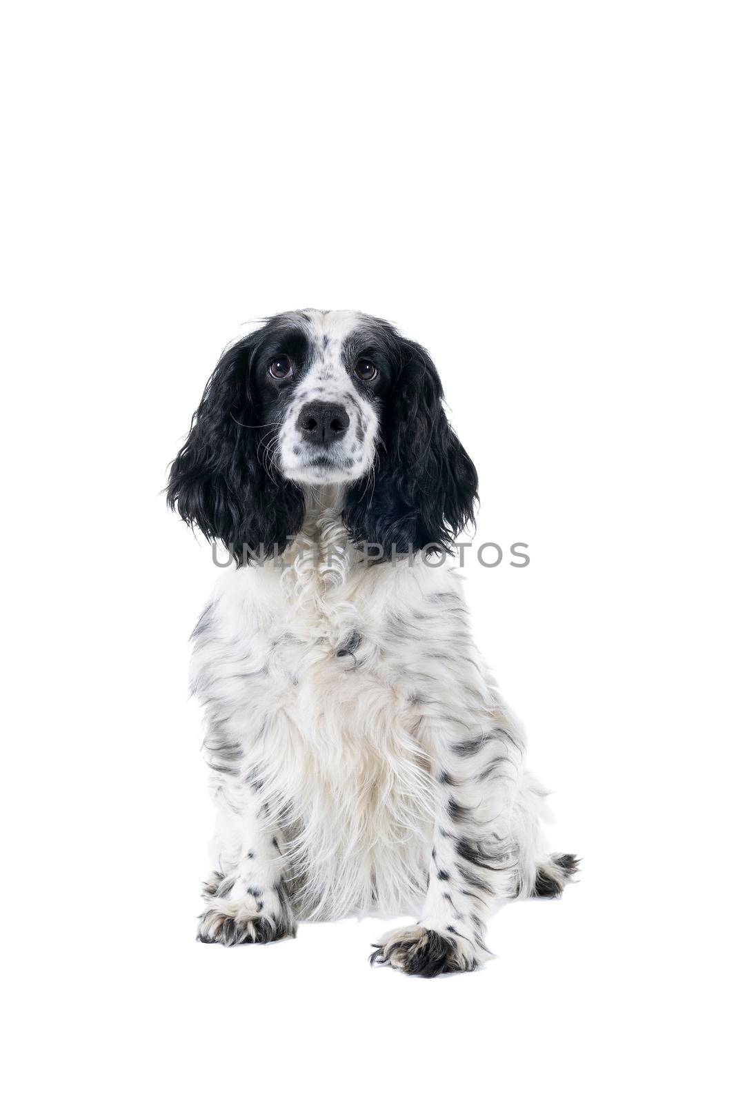 Full body portrait of a cute English cocker spaniel sitting looking at the camera isolated on  white background