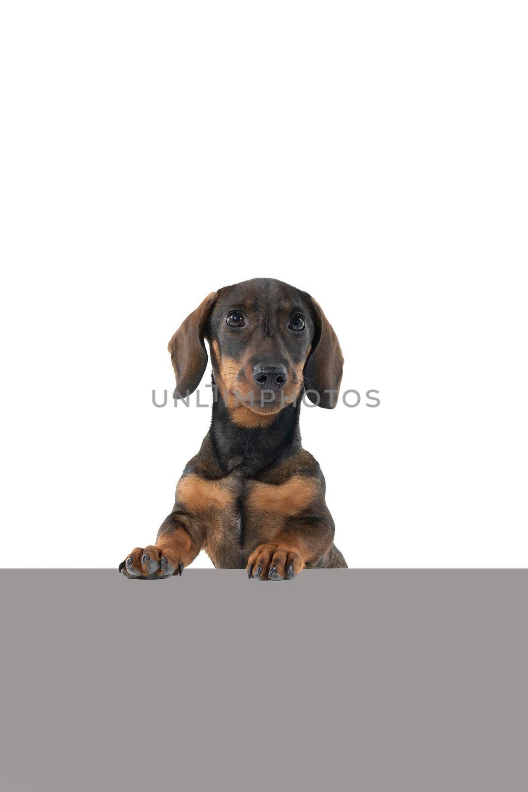 Closeup of a bi-colored black and tan wire-haired Dachshund dog isolated on a white background with a grey underground by LeoniekvanderVliet