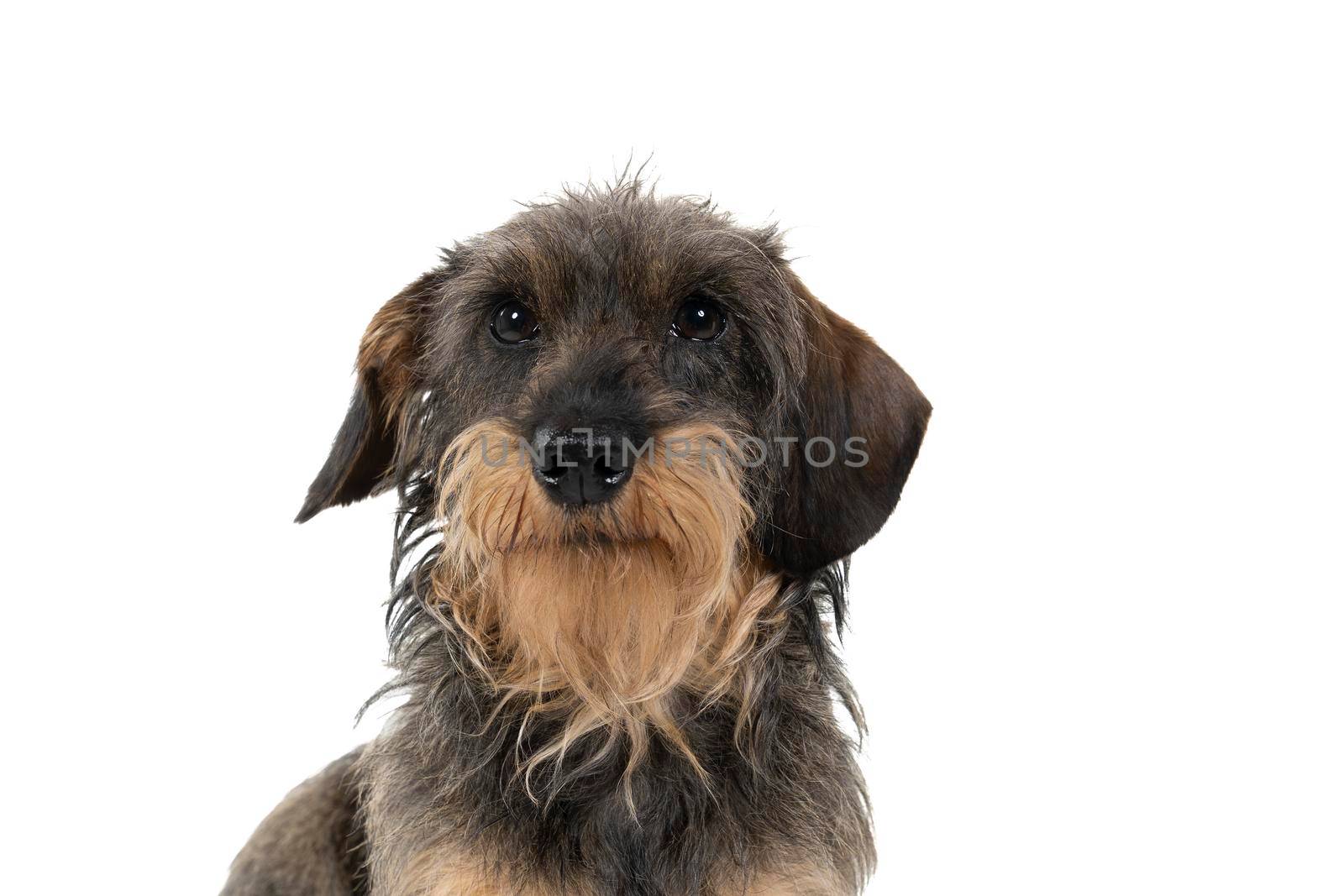 Closeup of the head of  a bi-colored longhaired  wire-haired Dachshund dog with beard and moustache isolated on white background