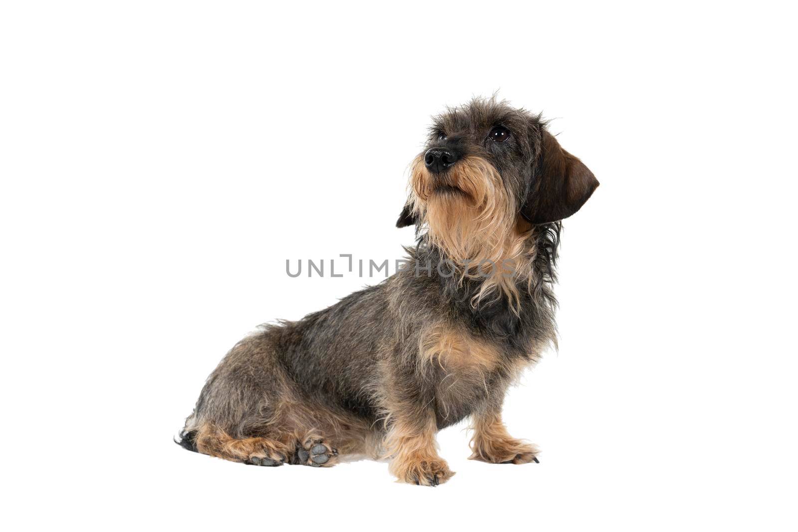 Full body closeup of a bi-colored longhaired  wire-haired Dachshund dog with beard and moustache isolated on a white background by LeoniekvanderVliet