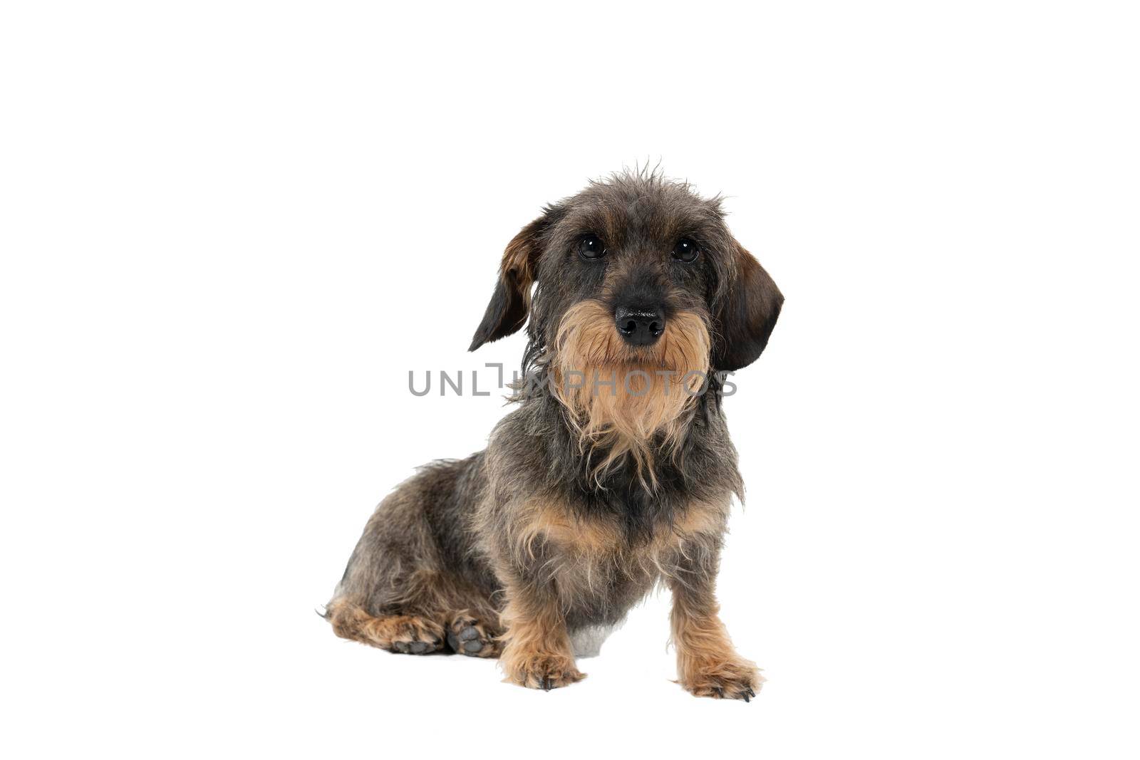 Full bofy Closeup of a bi-colored longhaired  wire-haired Dachshund dog with beard and moustache isolated on a white background by LeoniekvanderVliet