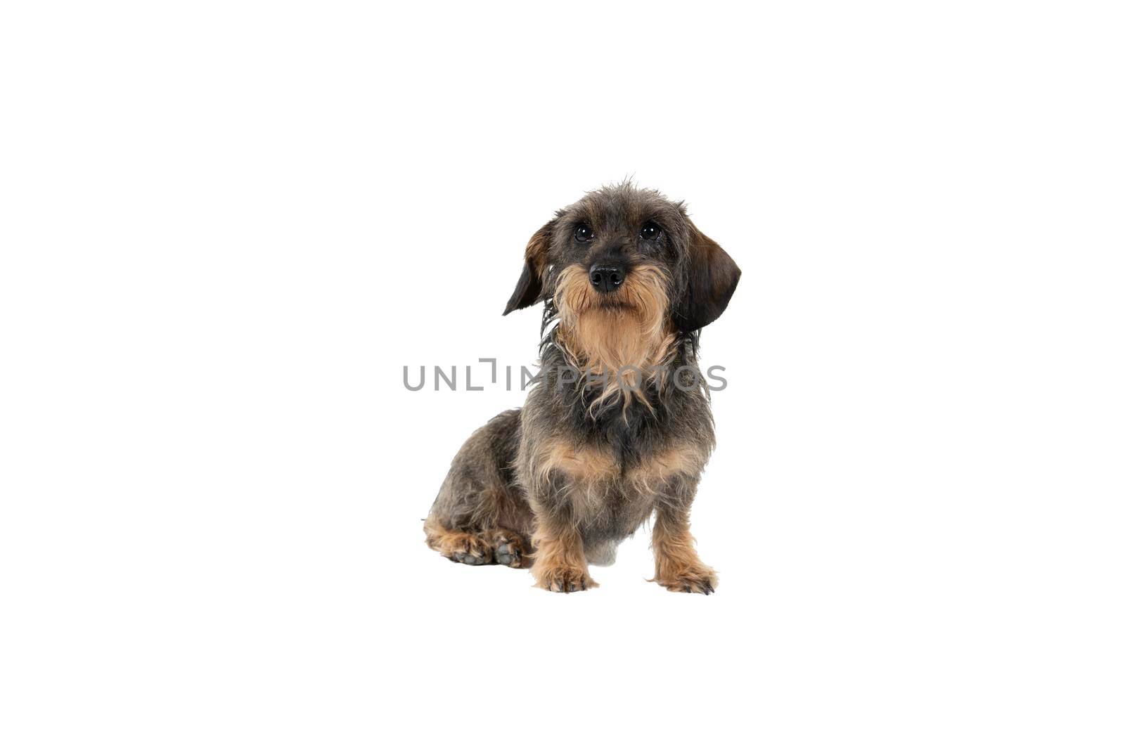 Full bofy Closeup of a bi-colored longhaired  wire-haired Dachshund dog with beard and moustache isolated on a white background by LeoniekvanderVliet