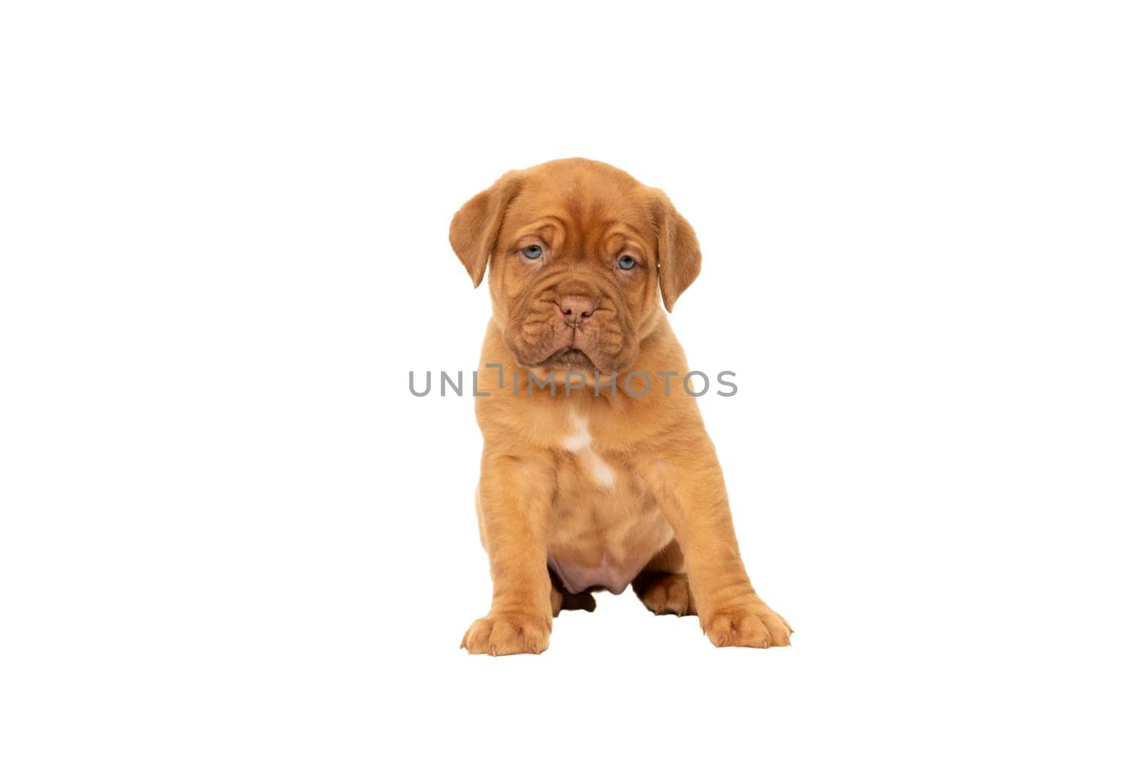 Cute puppy French breed dogue de Bordeaux sitting isolated on a white background with copy space