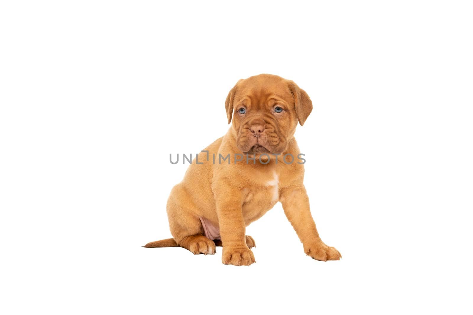 Cute puppy French breed dogue de Bordeaux sitting isolated on a white background with copy space