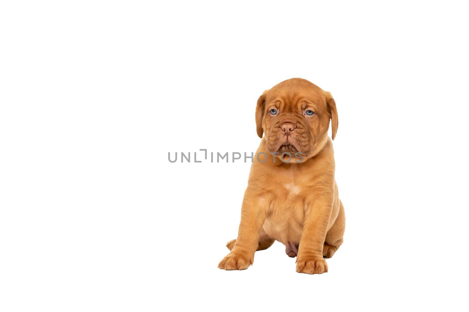 Cute puppy Frensh breed dogue de Bordeaux sitting isolated on a white background with copy space