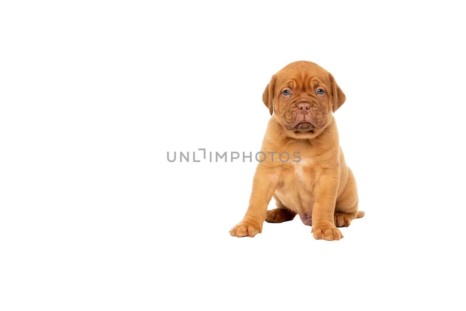 Cute puppy Frensh breed dogue de Bordeaux sitting isolated on a white background with copy space