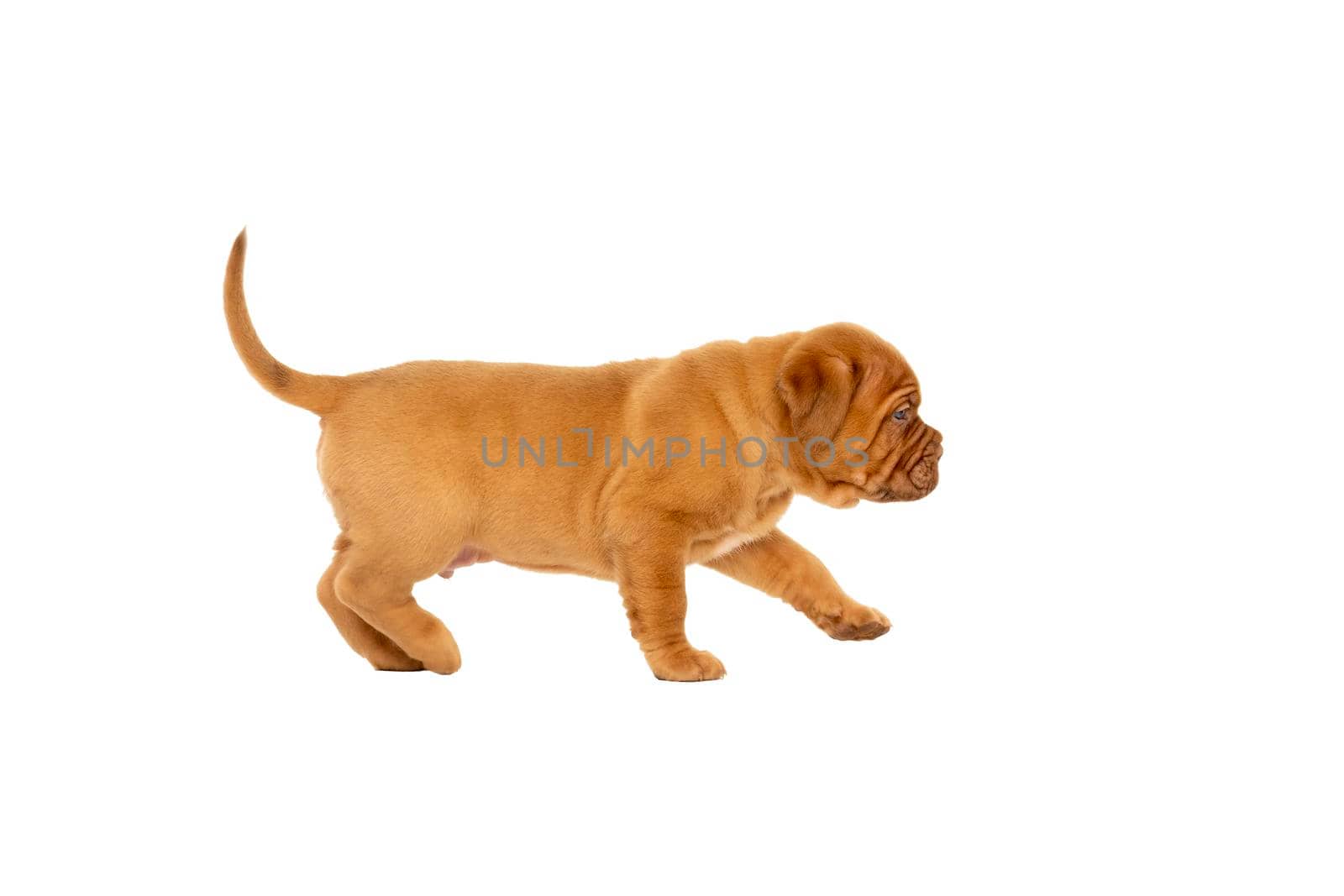 Cute puppy French breed dogue de Bordeaux walking away isolated on a white background with copy space