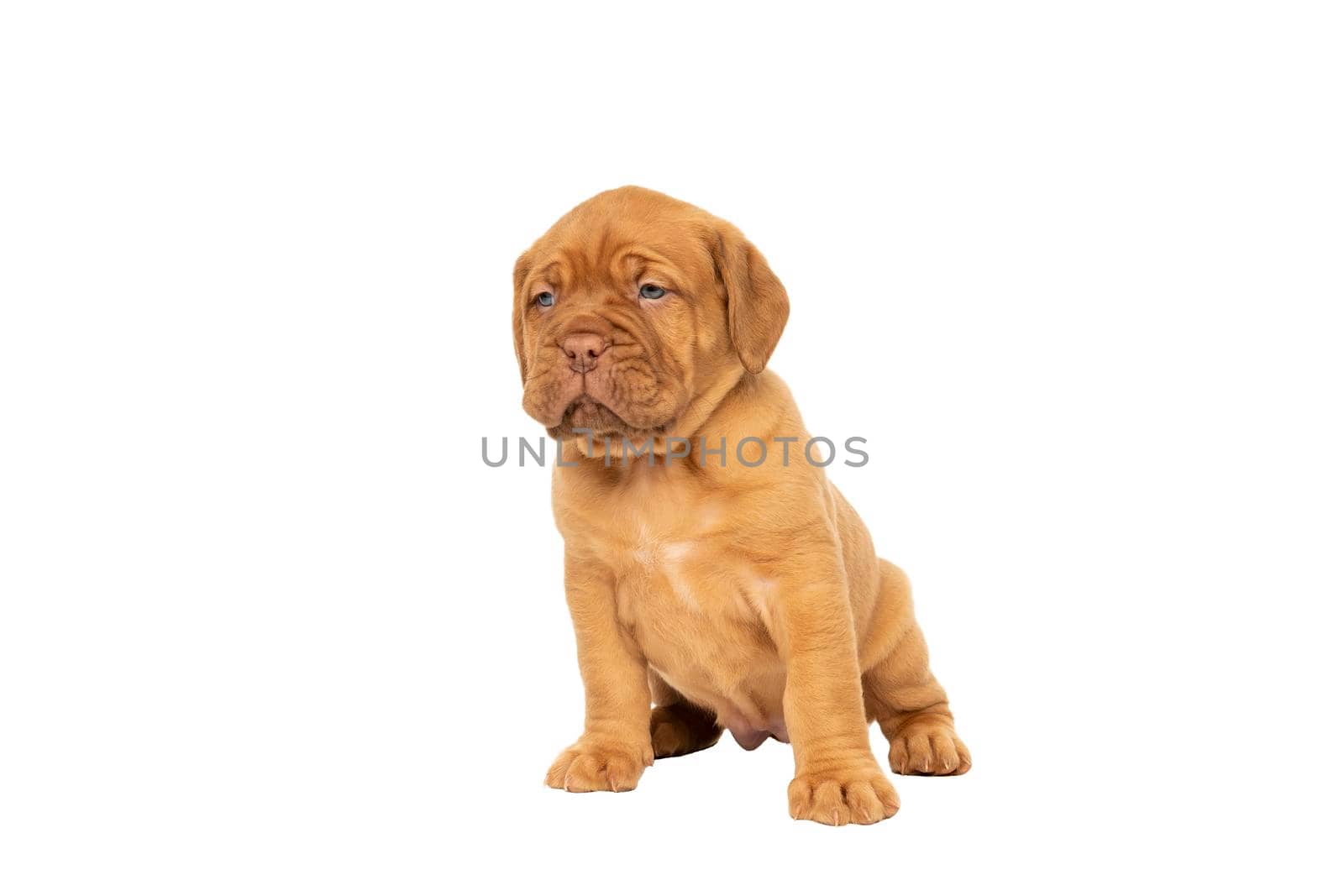 Cute puppy Frensh breed dogue de Bordeaux sitting isolated on a white background with copy space