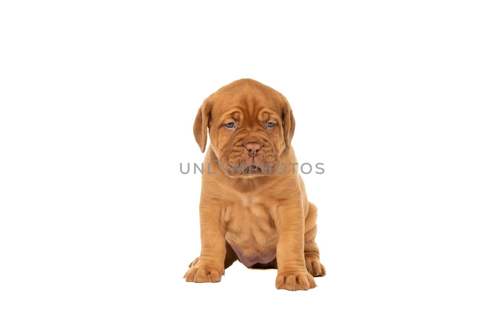 Cute puppy Frensh breed dogue de Bordeaux sitting isolated on a white background with copy space