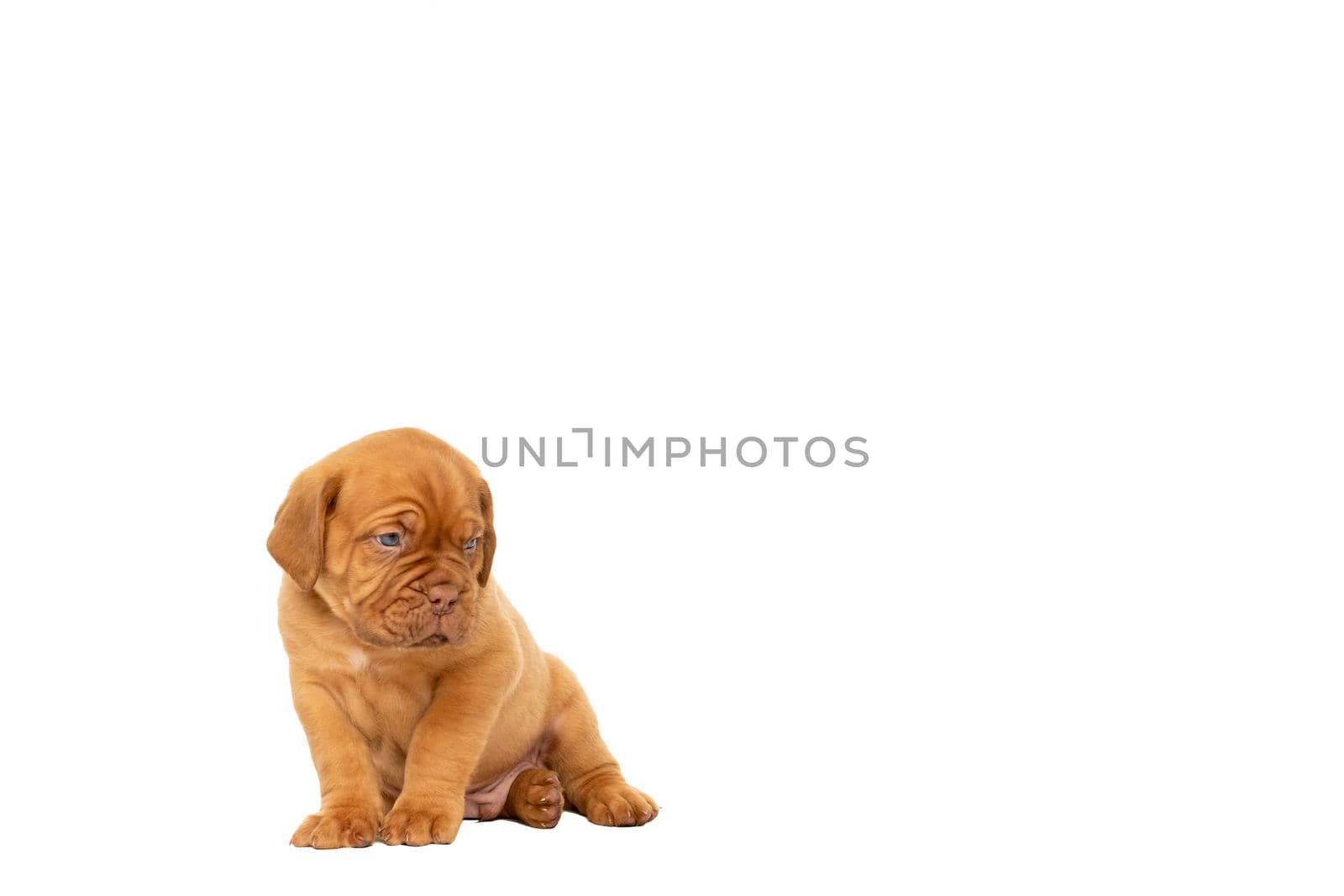 Cute puppy French breed dogue de Bordeaux isolated on a white background by LeoniekvanderVliet