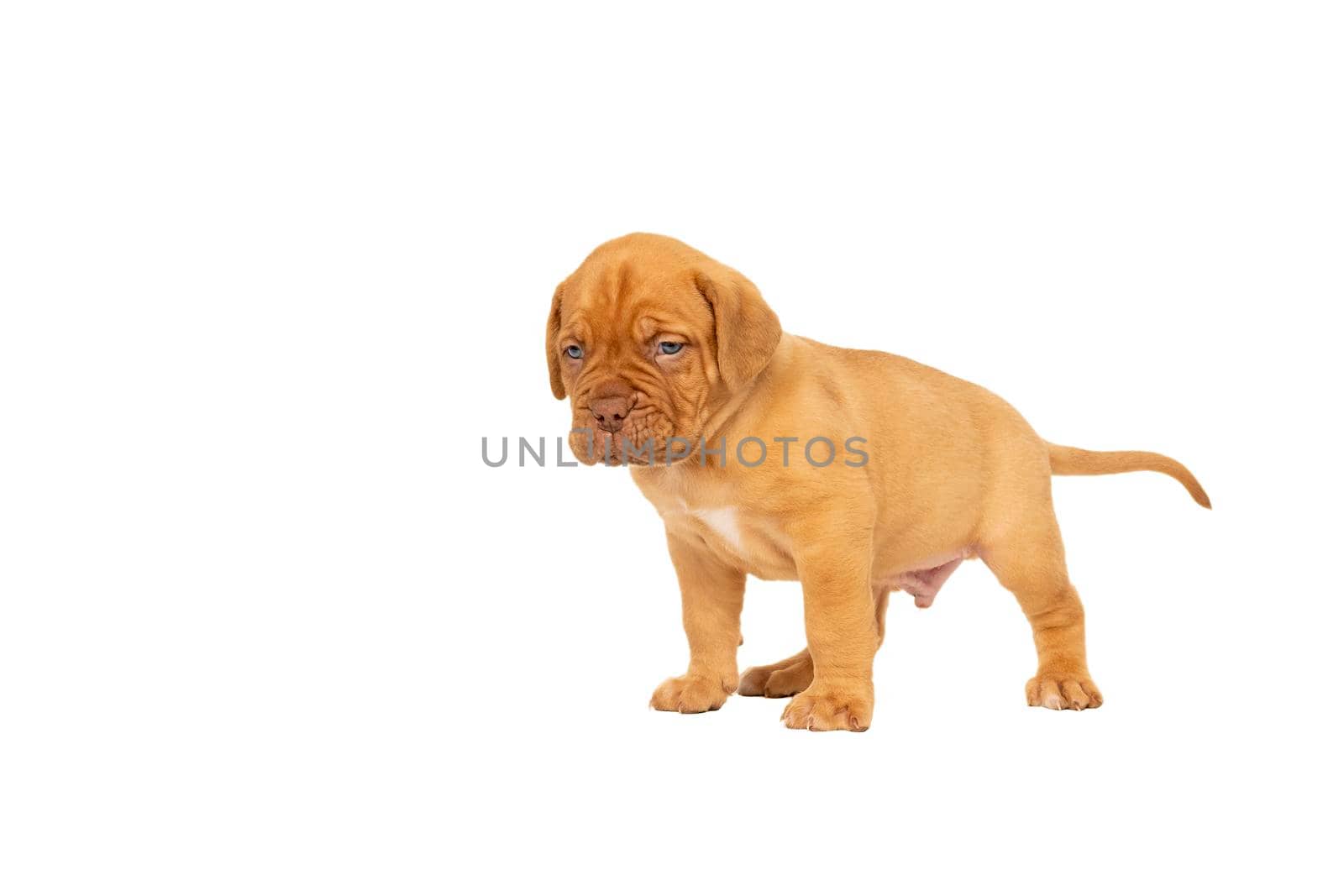 Cute puppy French breed dogue de Bordeaux standing isolated on a white background with copy space