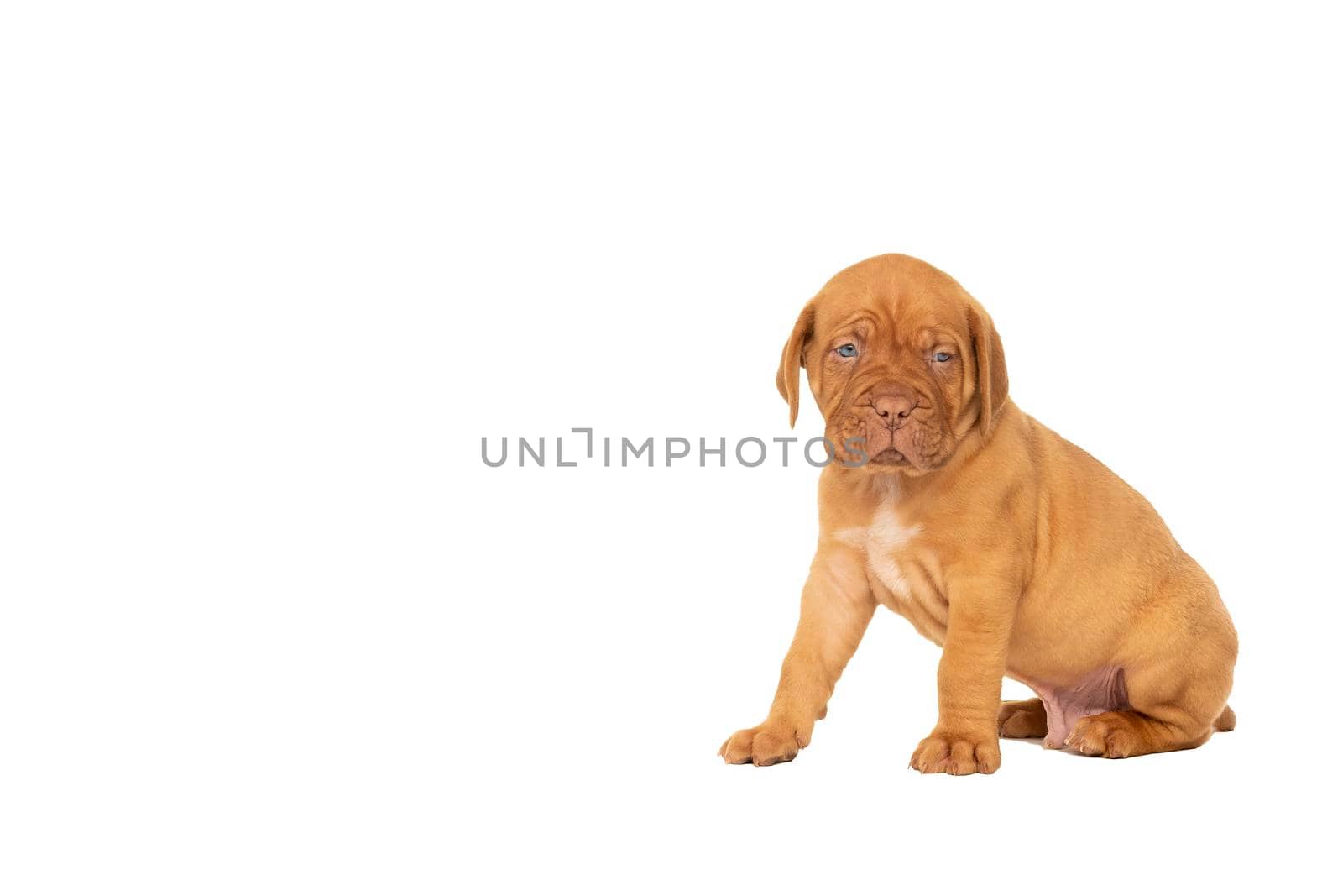 Cute puppy Frensh breed dogue de Bordeaux sitting isolated on a white background with copy space