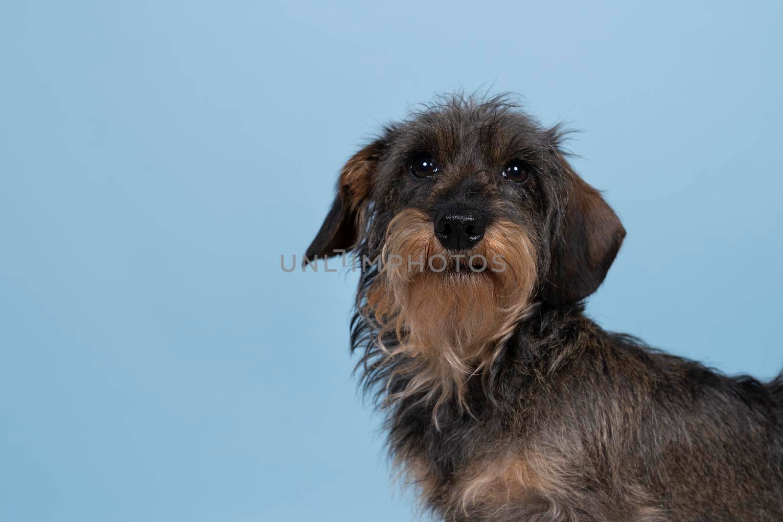 Full body closeup of a bi-colored longhaired  wire-haired Dachshund dog with beard and moustache isolated on blue background