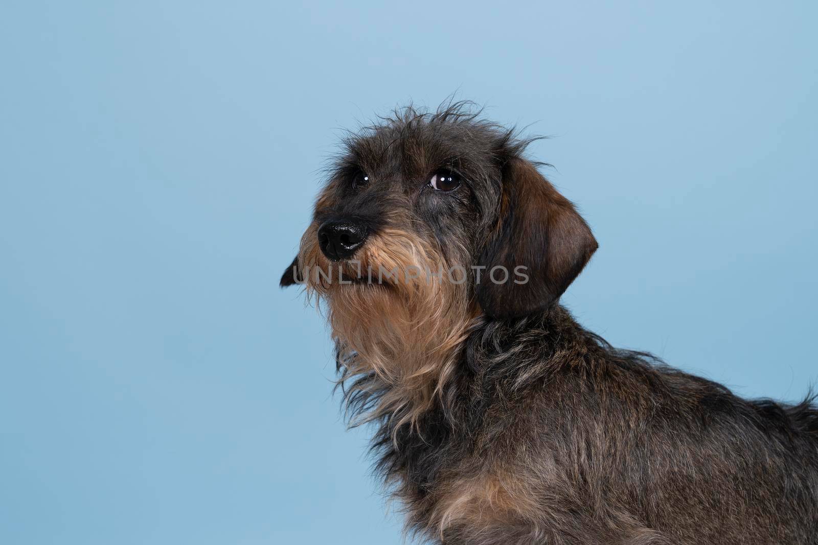 Full body closeup of a bi-colored longhaired  wire-haired Dachshund dog with beard and moustache isolated on blue background