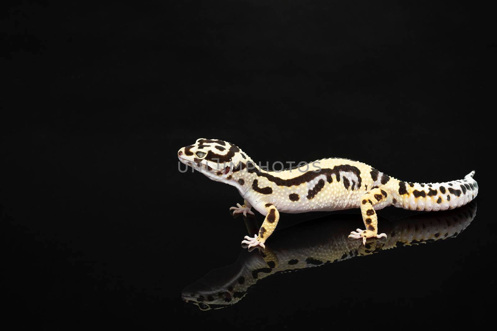 Black and ivory Leopard gecko lizard with blue grey  eyes  with a reflection on a black background by LeoniekvanderVliet