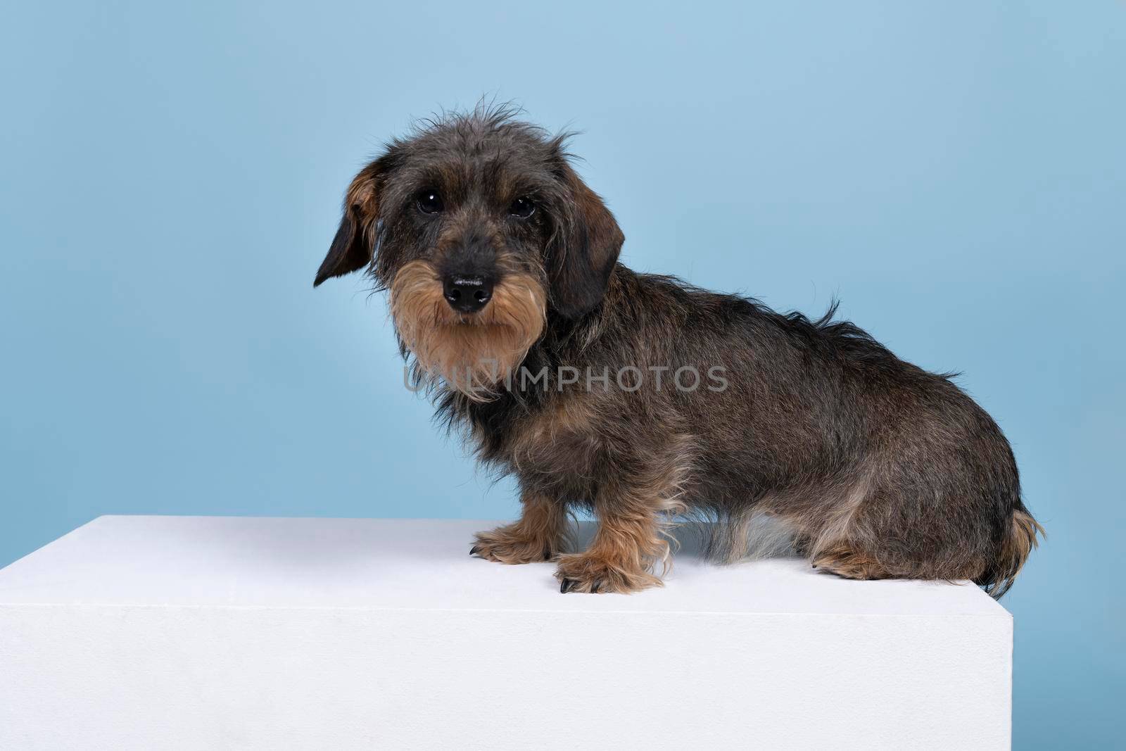 Full body closeup of a bi-colored longhaired  wire-haired Dachshund dog with beard and moustache isolated on blue background