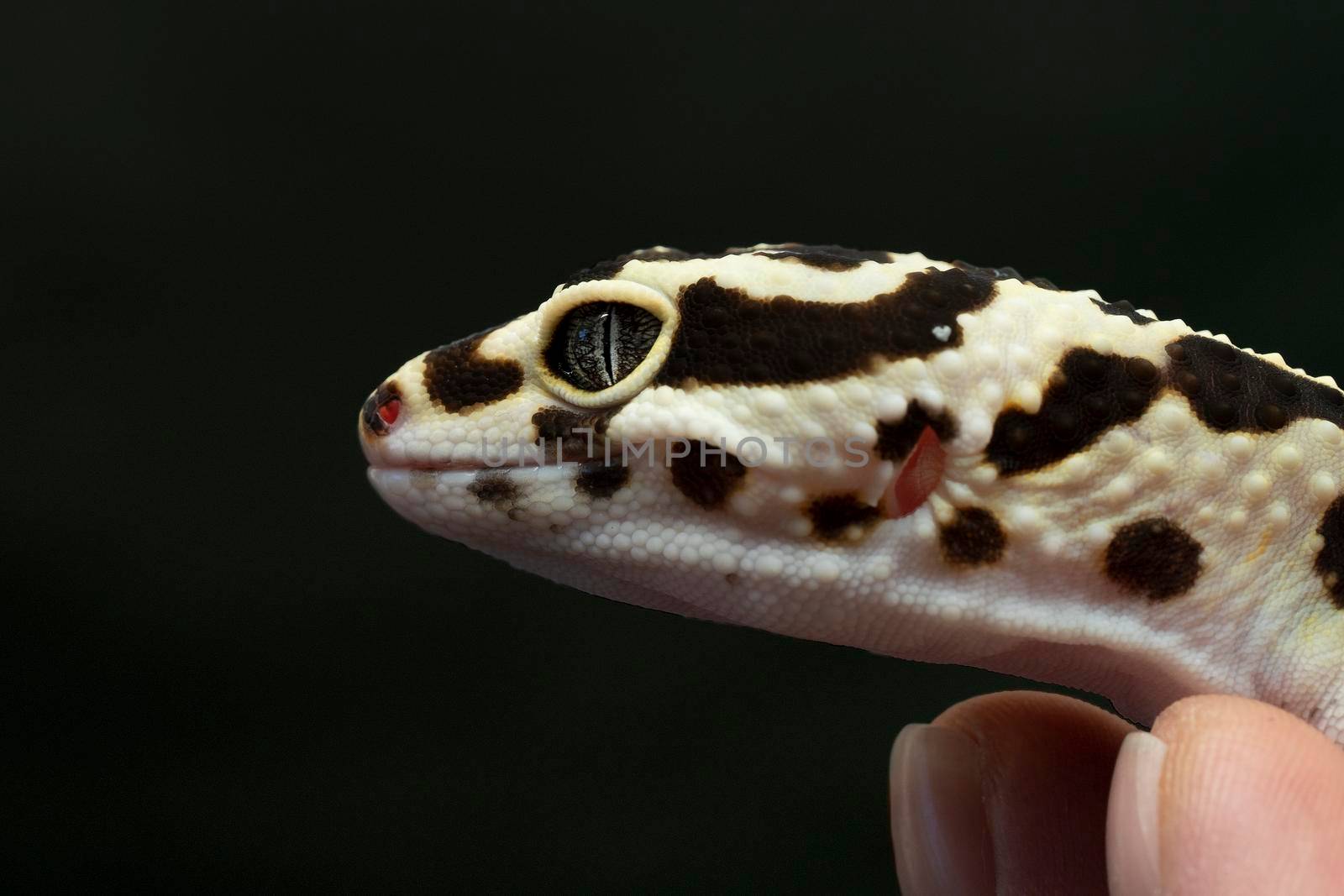 Black and ivory Leopard gecko lizard with blue grey  eyes held by a human hand on a black background by LeoniekvanderVliet