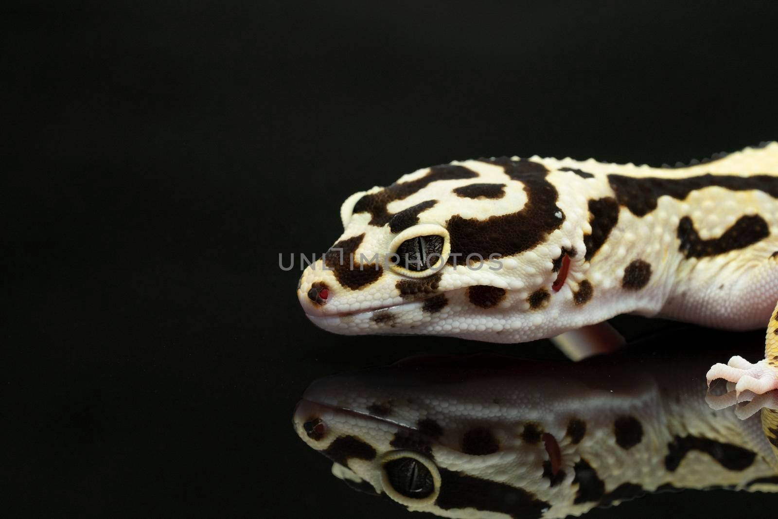 Black and ivory Leopard gecko lizard with blue grey  eyes  with a reflection on a black background by LeoniekvanderVliet