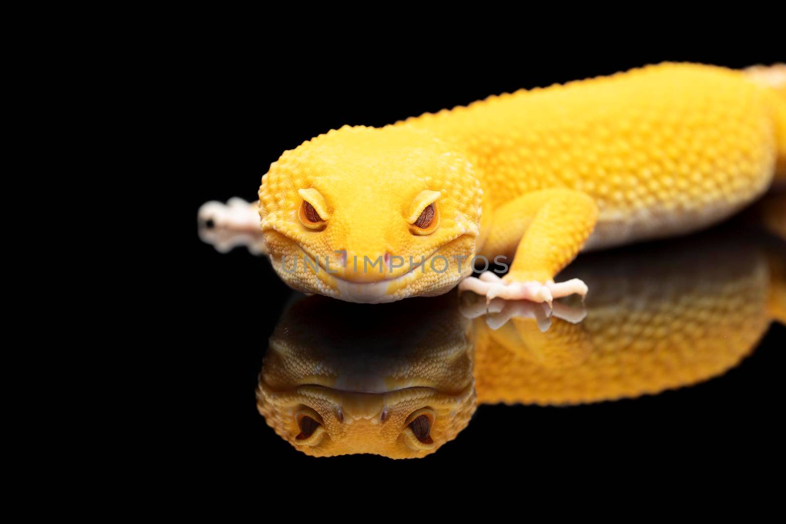 Yellow Leopard gecko lizard with red eyes and a reflection on black background