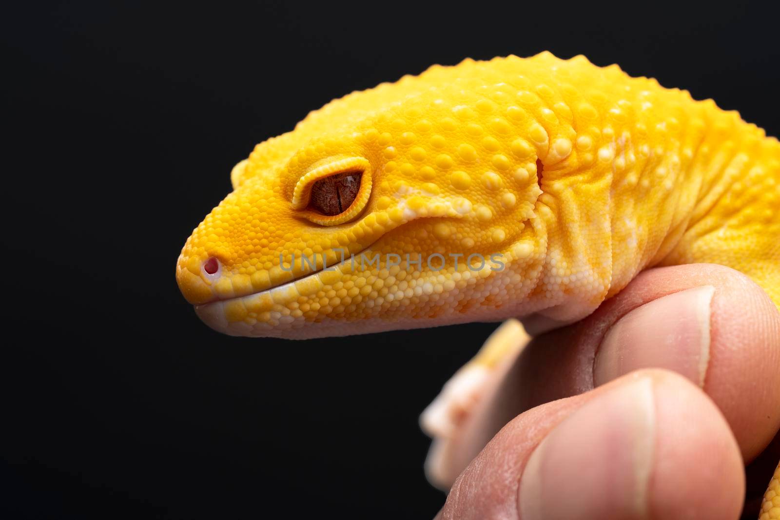 Yellow Leopard gecko lizard with red eyes held by a human hand on a black background by LeoniekvanderVliet