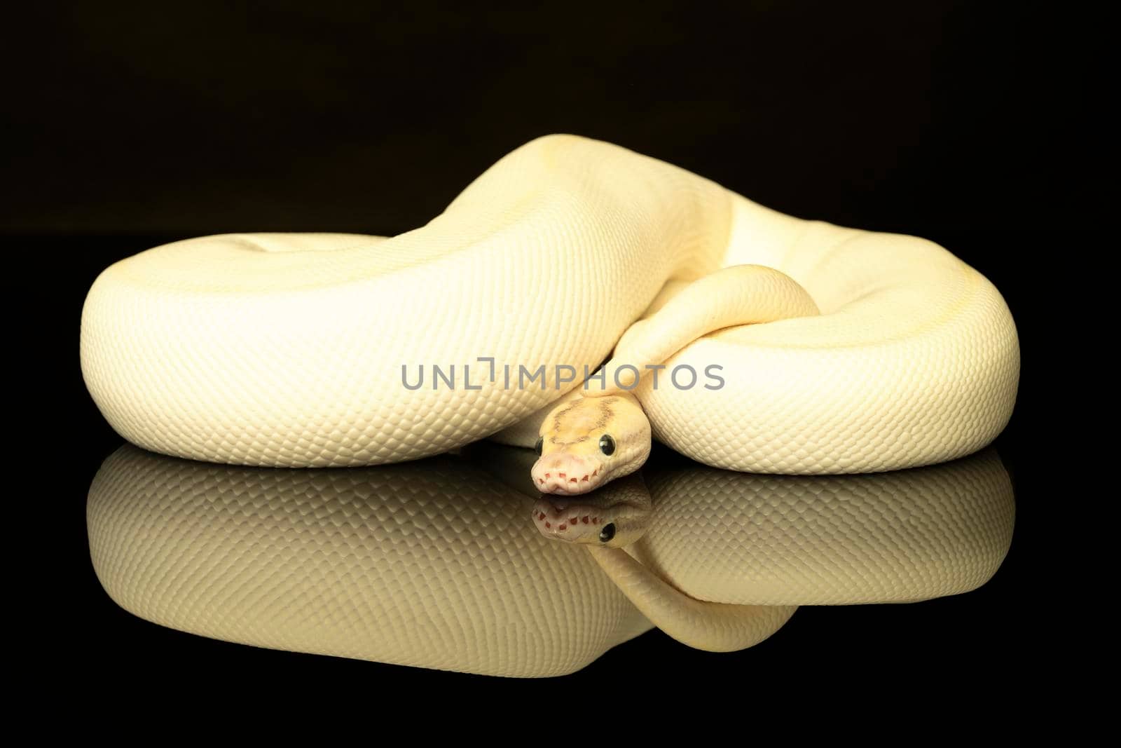 Close-up of a ivory buttermorph ballpython adult full body lying on a black background with a reflection