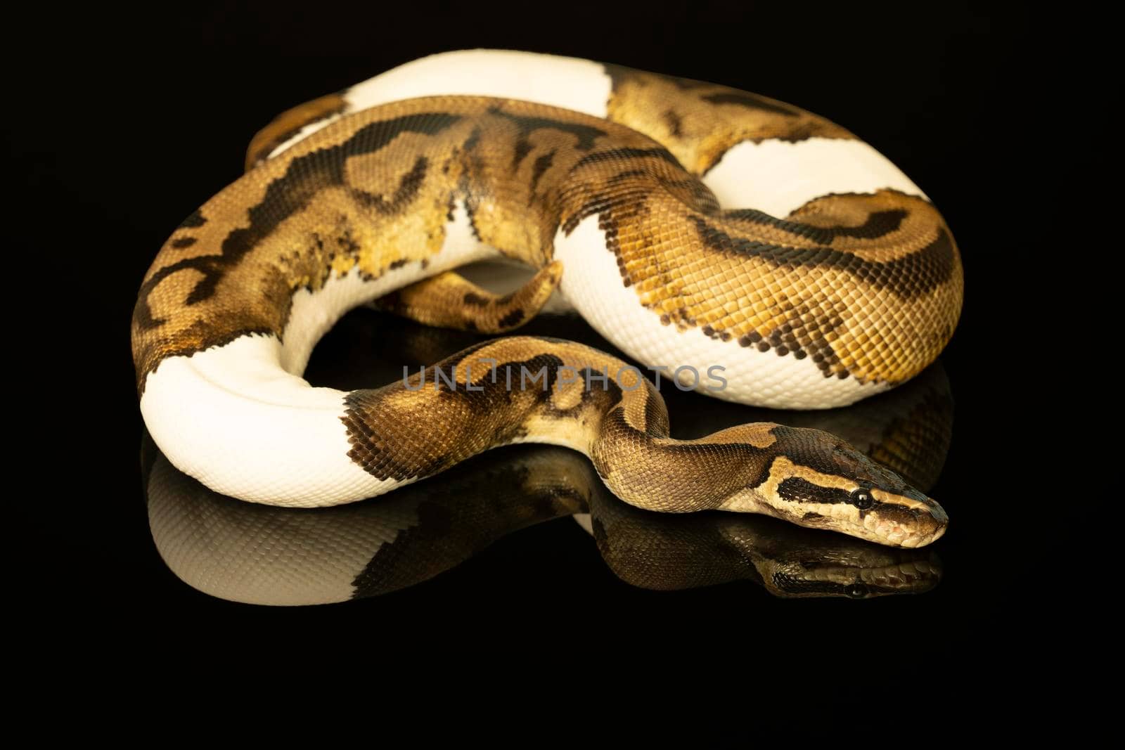 Close-up of an brown, green and ivory buttermorph ballpython adult full body lying on a black background with a reflection