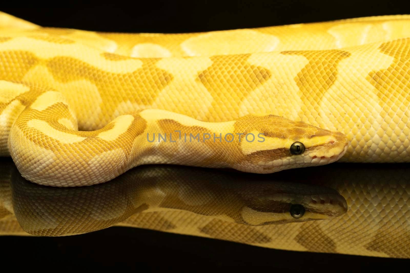 Close-up of a brown green and yellow buttermorph ballpython adult full body lying on a black background with reflection by LeoniekvanderVliet