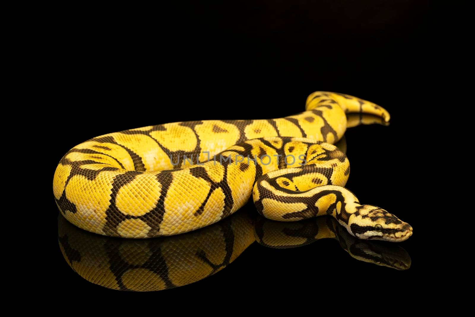 Close-up of a brown, green and yellow buttermorph ballpython adult full body lying on a black background with a reflection