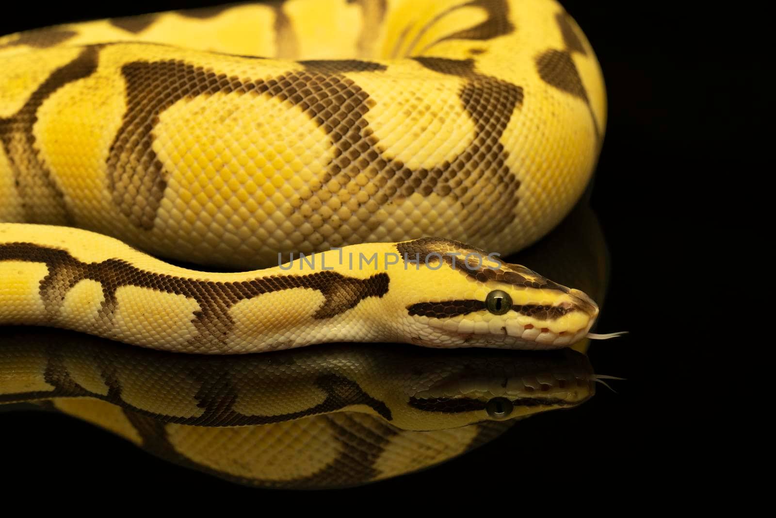 Close-up of a brown green and yellow buttermorph ballpython adult full body lying on a black background with reflection by LeoniekvanderVliet