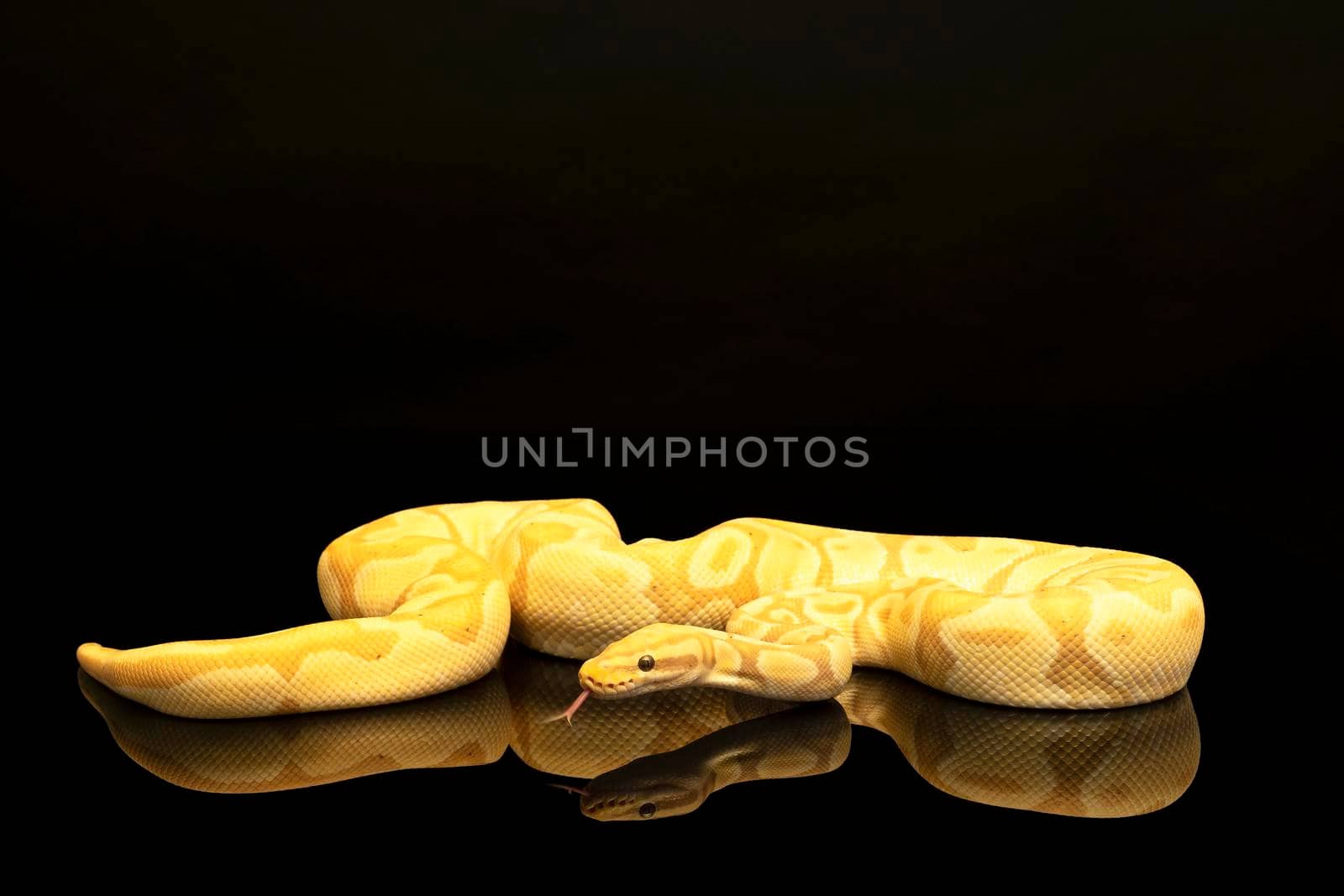 Close-up of a brown green and yellow buttermorph ballpython adult full body lying on a black background with reflection by LeoniekvanderVliet