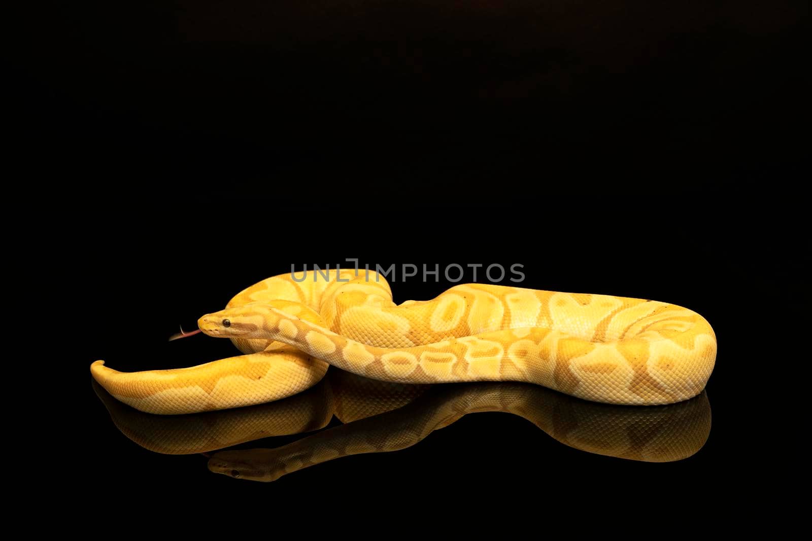 Close-up of a brown green and yellow buttermorph ballpython adult full body lying on a black background with reflection by LeoniekvanderVliet