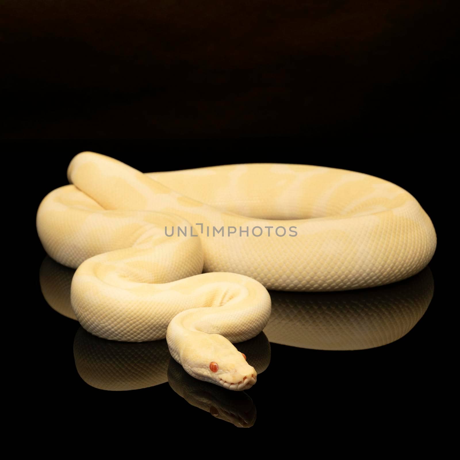 Close-up of a yellow and ivory buttermorph ballpython adult full body lying on a black background with reflection by LeoniekvanderVliet
