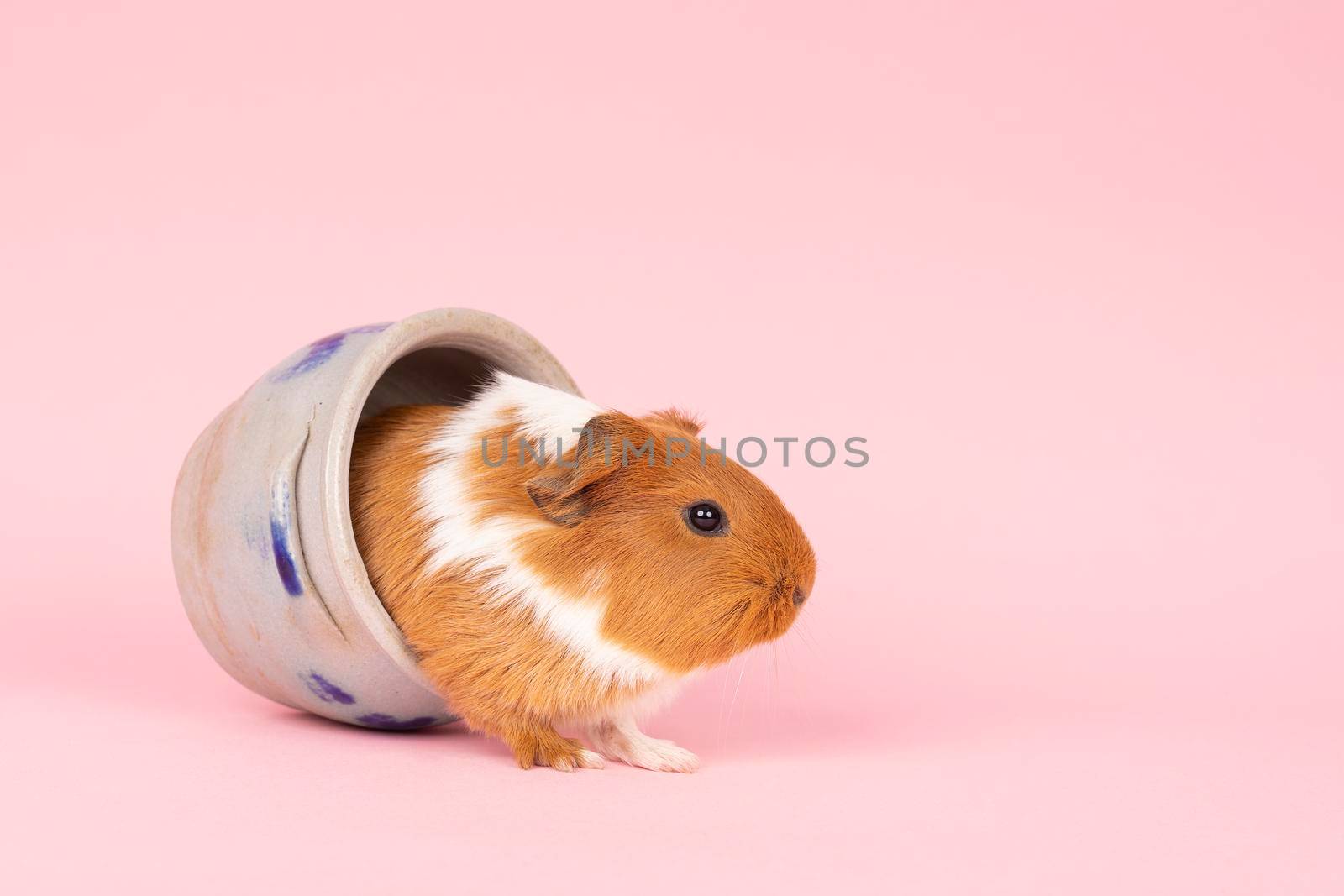 A cute small baby guinea pig sitting in a cologne earthenware pot on a pink coloured background by LeoniekvanderVliet