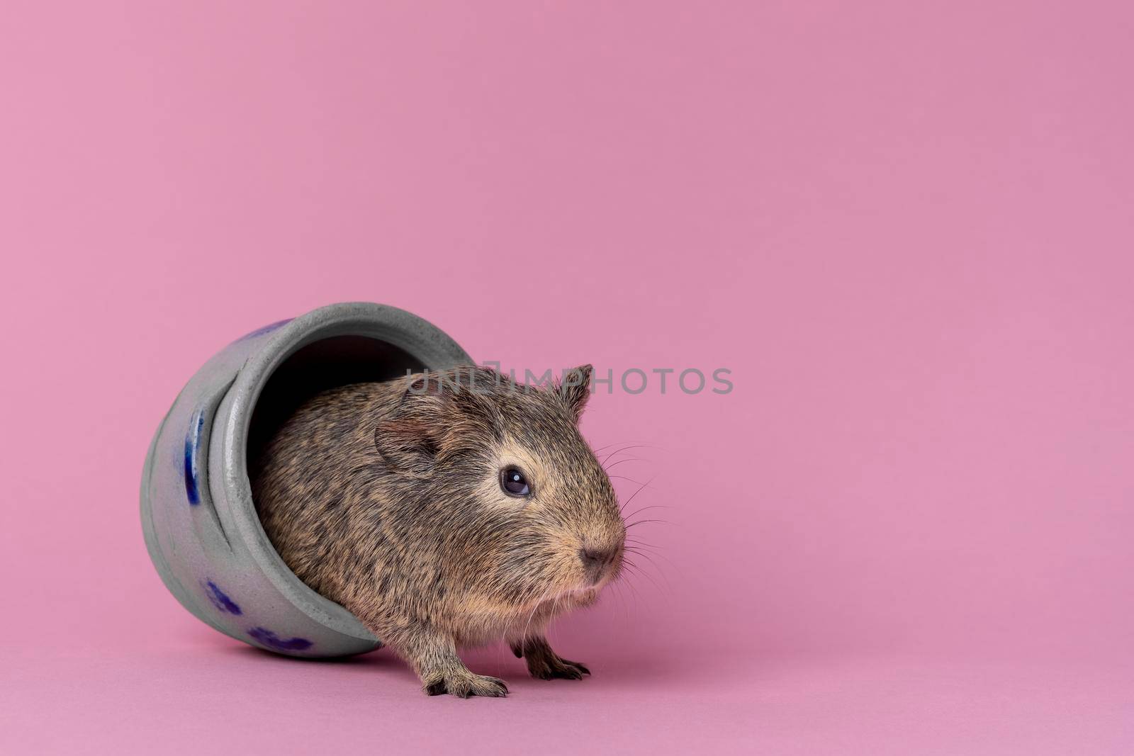 A cute small baby guinea pig sitting in a cologne earthenware pot on a pink coloured background by LeoniekvanderVliet