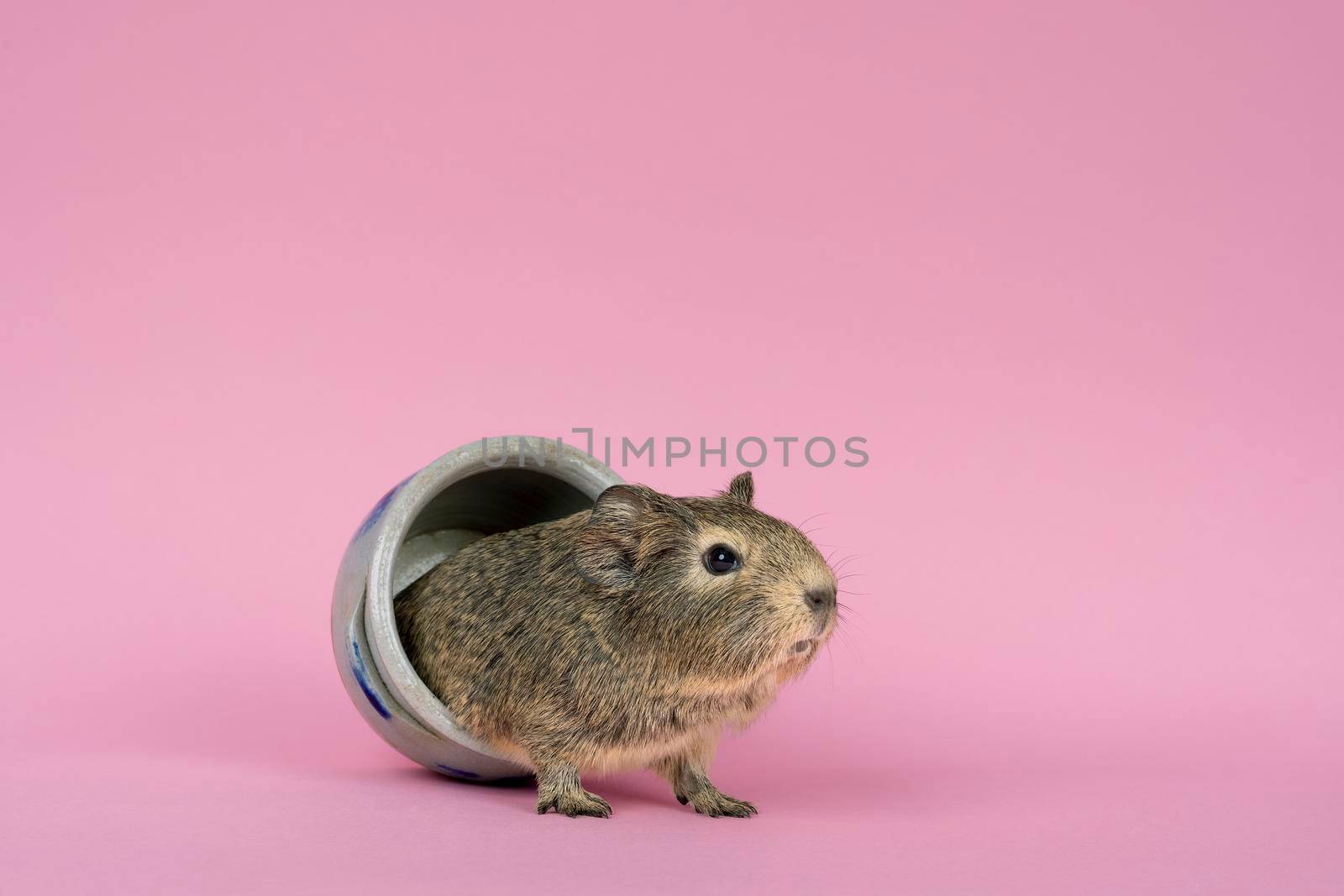 A cute small baby guinea pig sitting in a cologne earthenware pot on pink coloured background