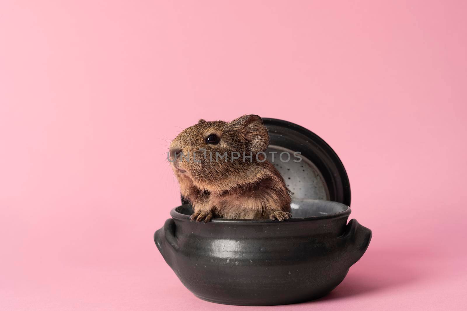 A cute small baby guinea pig sitting in a back earthenware casserole pot on a pink coloured background by LeoniekvanderVliet