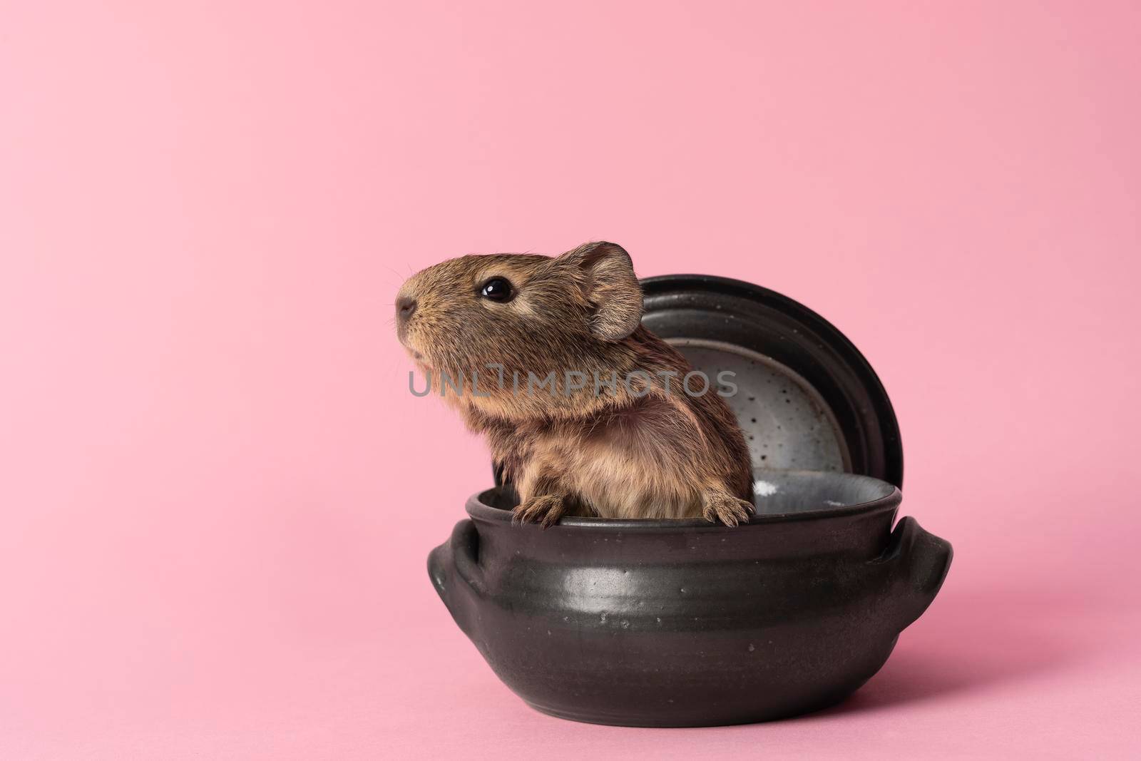 A cute small baby guinea pig sitting in a back earthenware casserole pot on pink coloured background