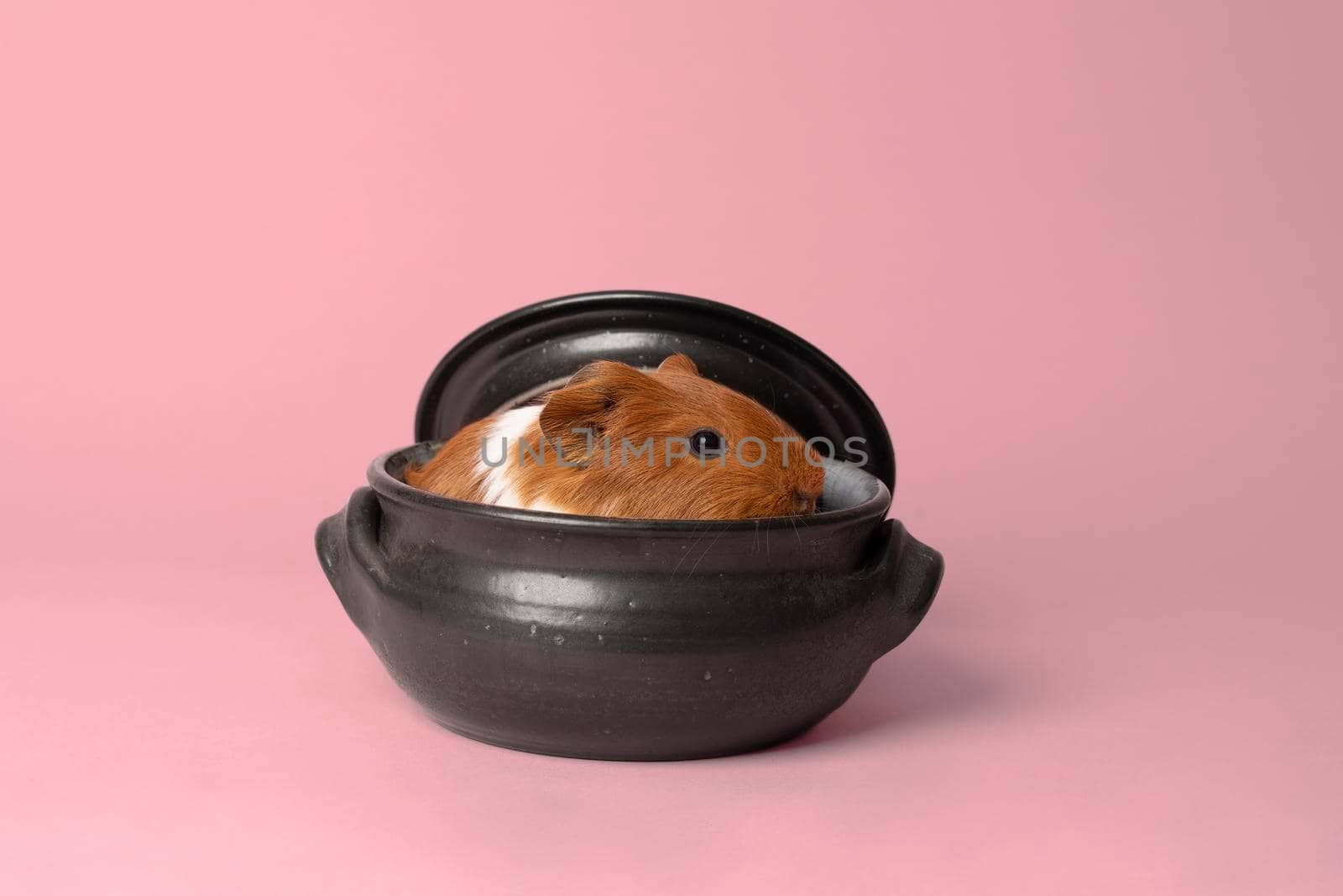 A cute small baby guinea pig sitting in a back earthenware casserole pot on pink coloured background