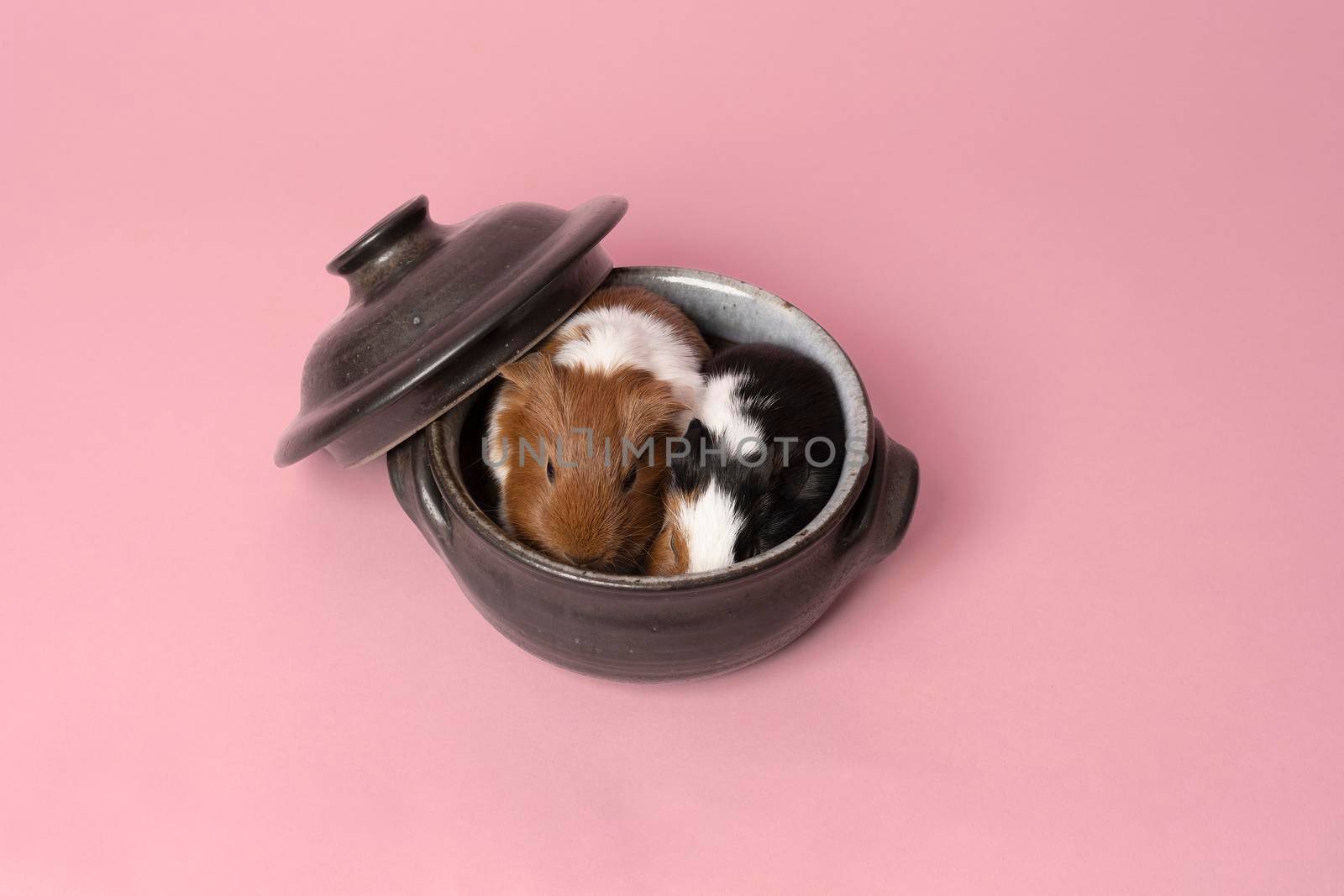 Two cute guinea pigs sitting next to eachother in a black and grey casserole pot on a pink background by LeoniekvanderVliet