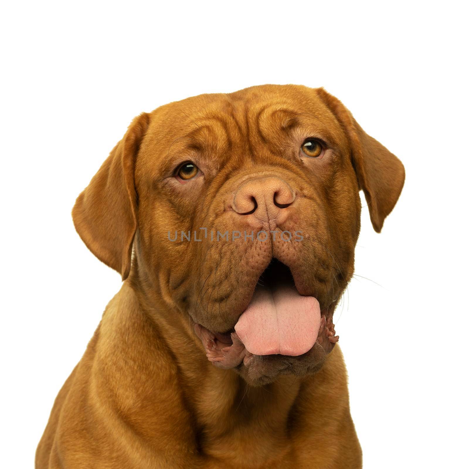 Portrait of the head of an adult Dogue de Bordeaux dog, female isolated on a white background by LeoniekvanderVliet