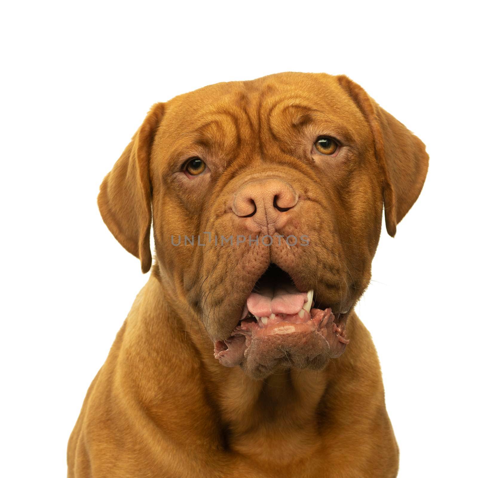 Portrait of the head of an adult Dogue de Bordeaux dog, female isolated on a white background by LeoniekvanderVliet