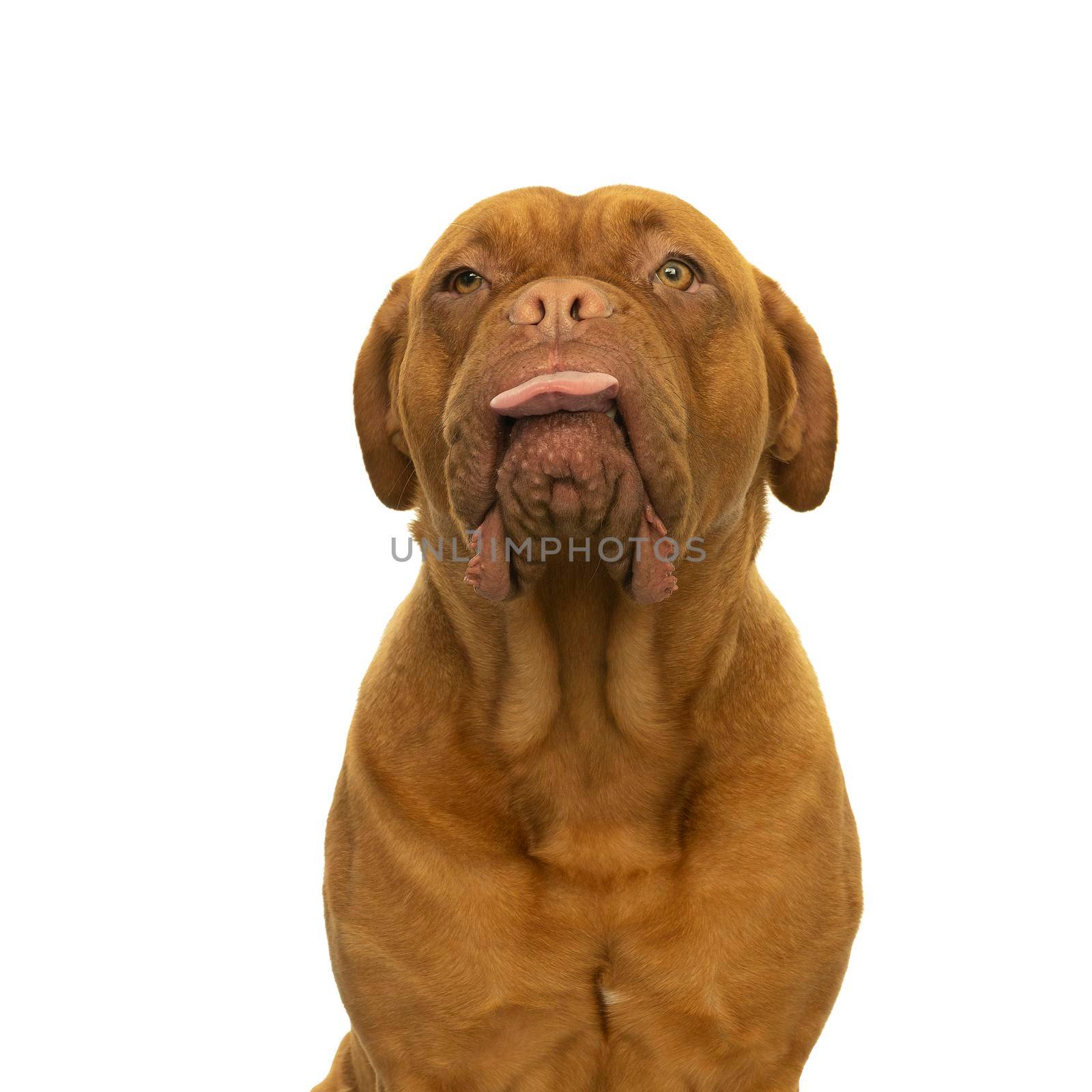 Portrait of the head of an adult Dogue de Bordeaux dog, female, sticking out her tongue in a cheecky way isolated on a white background by LeoniekvanderVliet